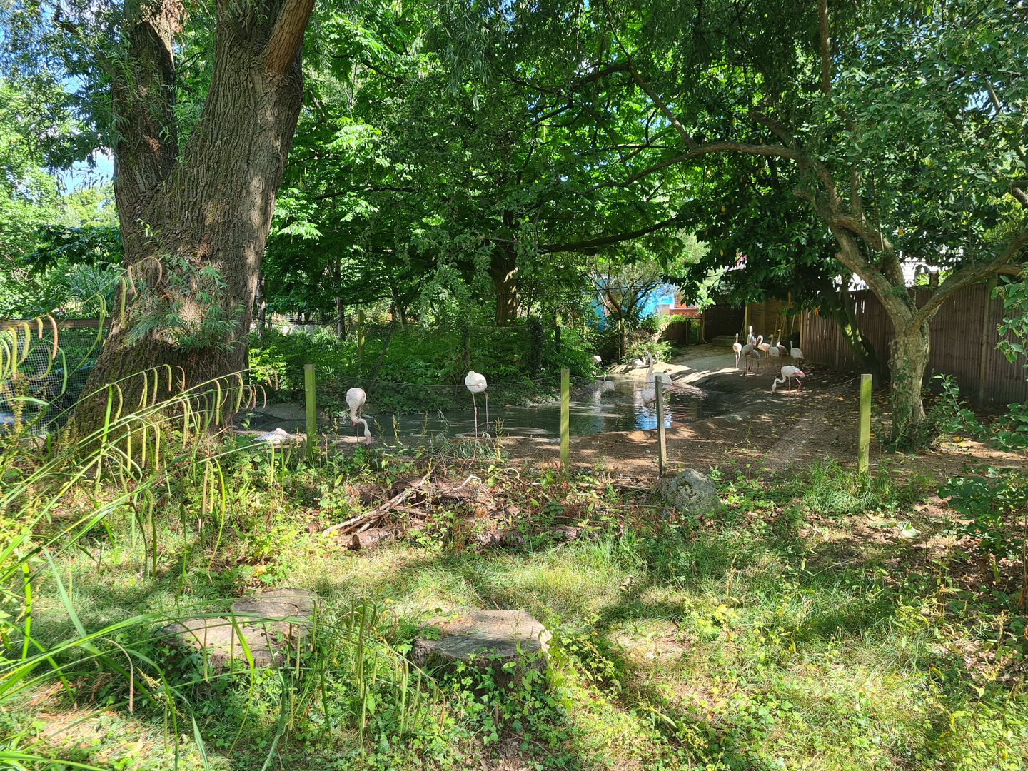 London Zoo - Flamingo exhibit