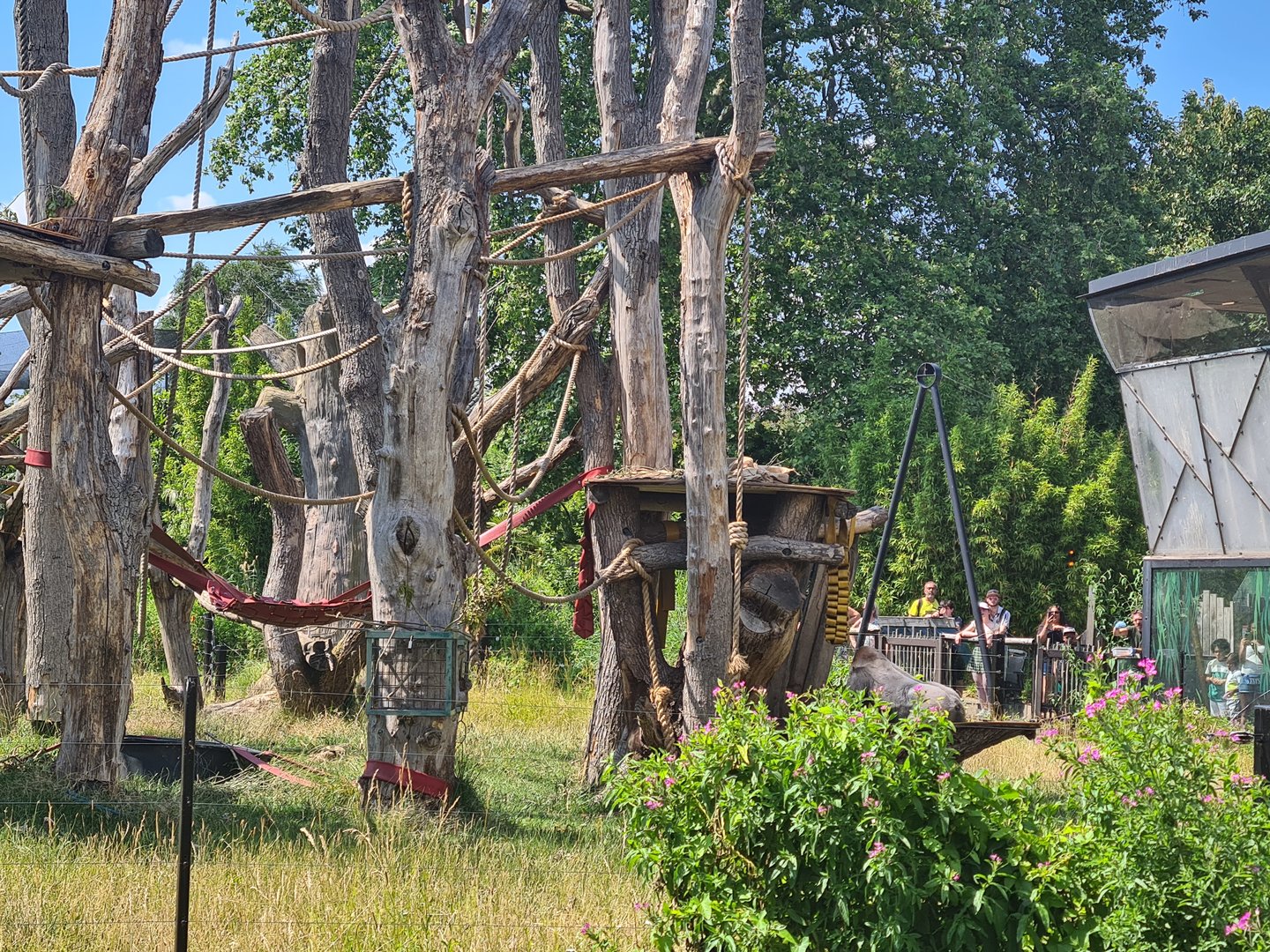 London Zoo - Gorilla exhibit