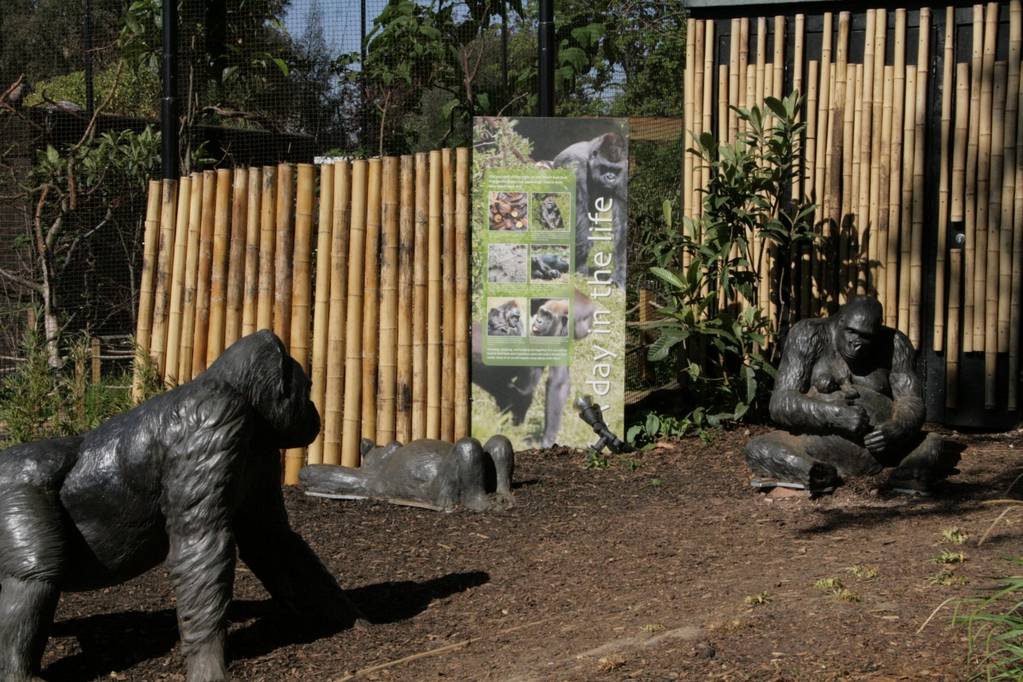 London Zoo Gorilla Kingdom