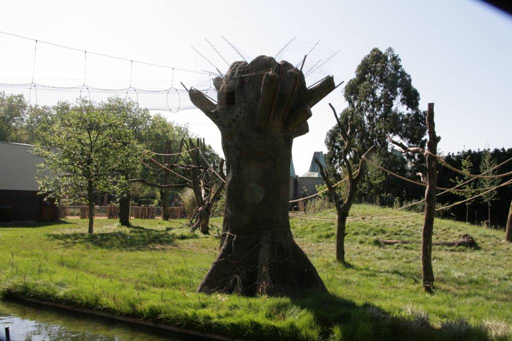 London Zoo Gorilla Kingdom