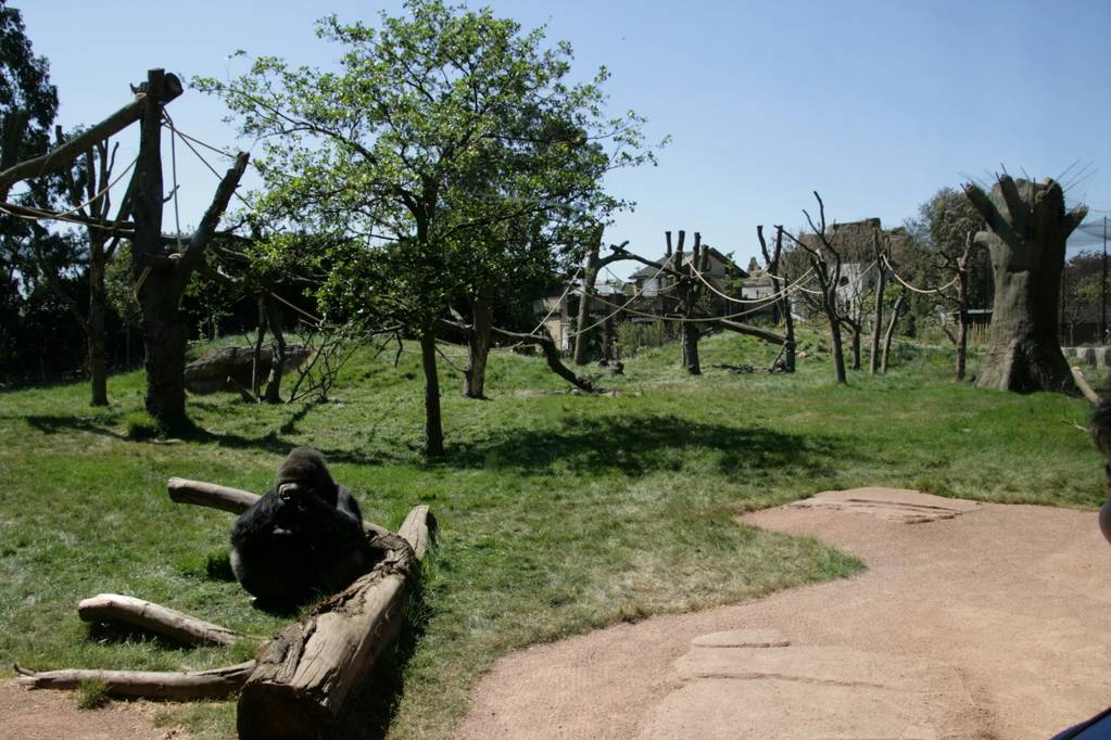 London Zoo Gorilla Kingdom