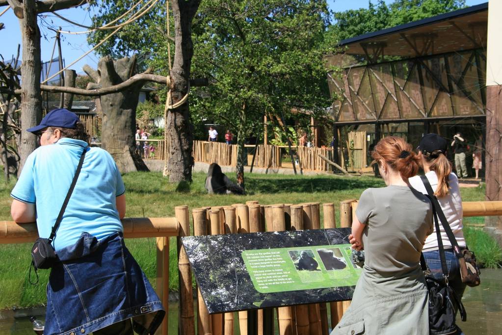 London Zoo Gorilla Kingdom
