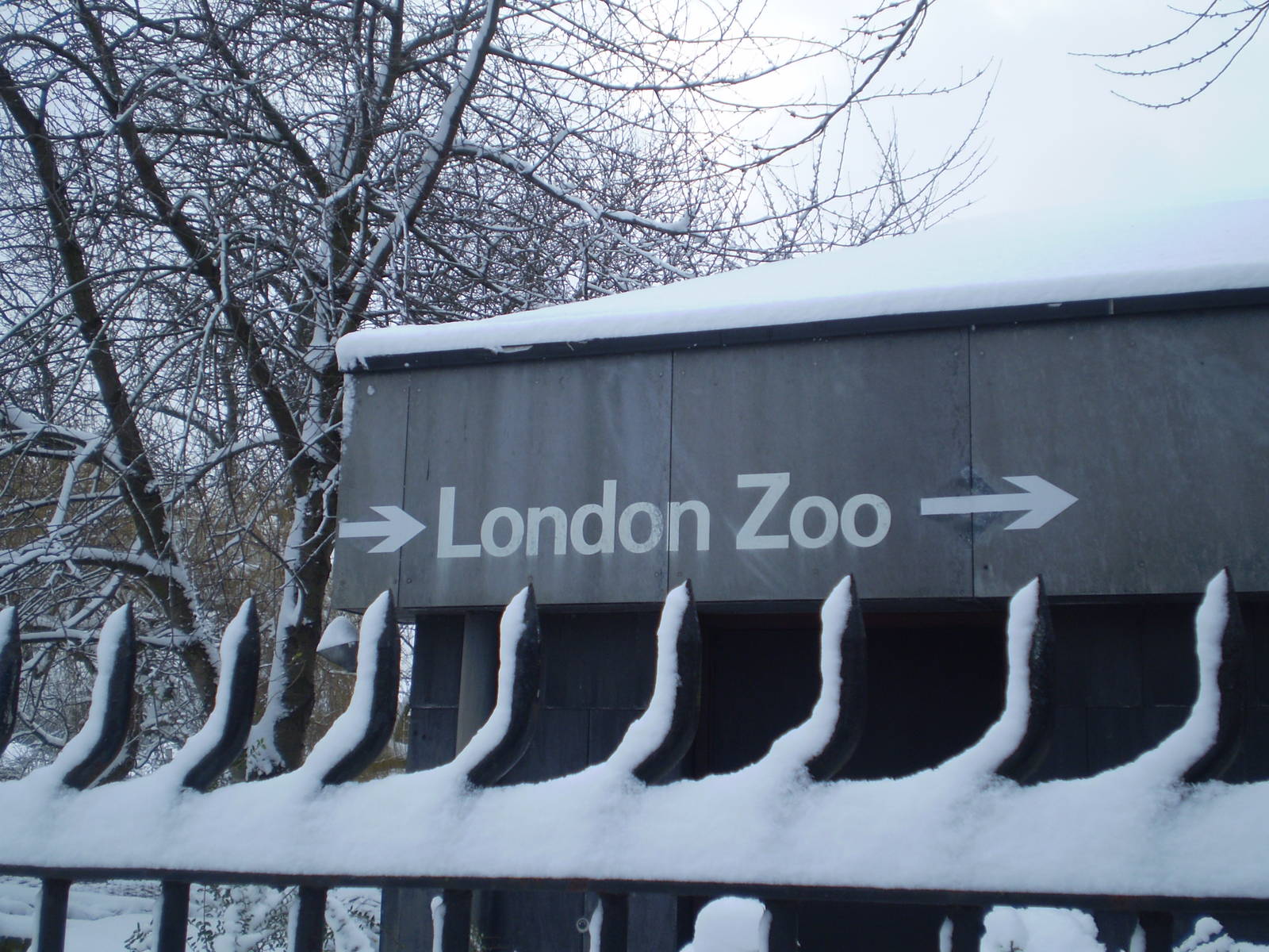 London Zoo in the snow