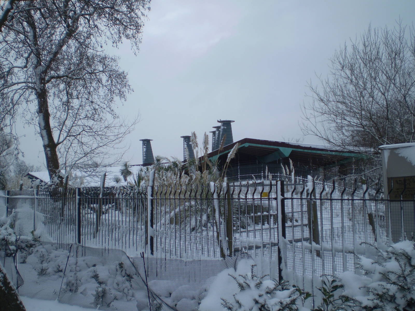 London Zoo in the snow