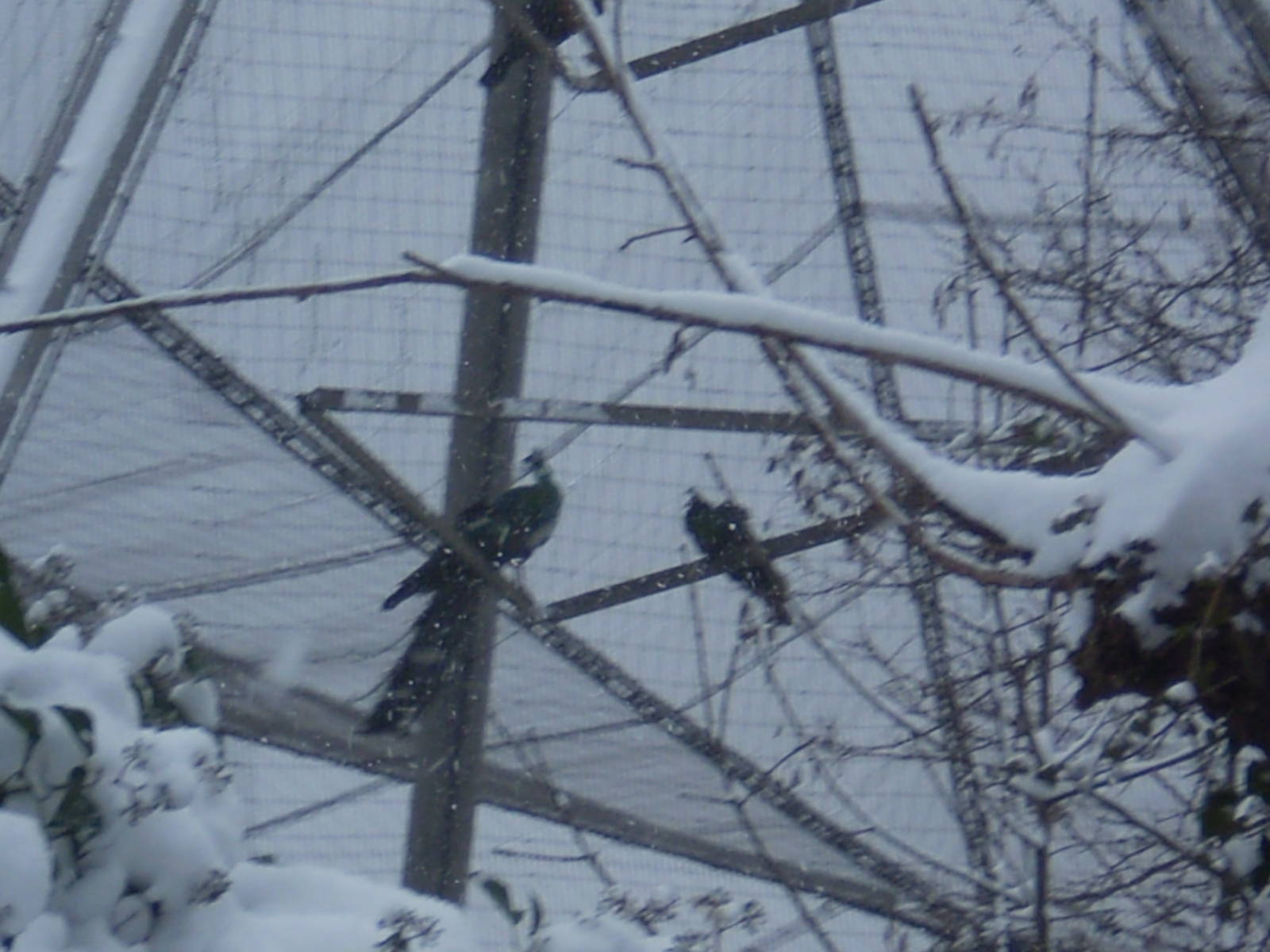 London Zoo in the snow
