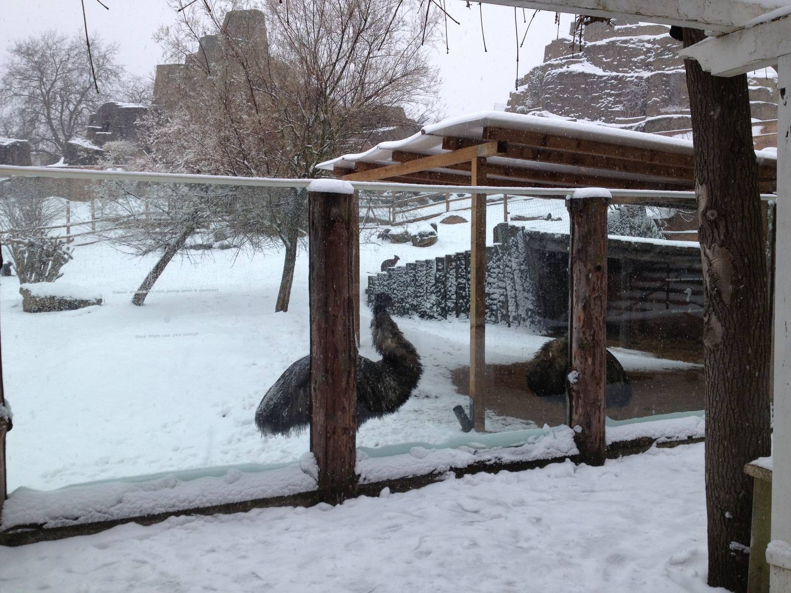 London Zoo January 2013