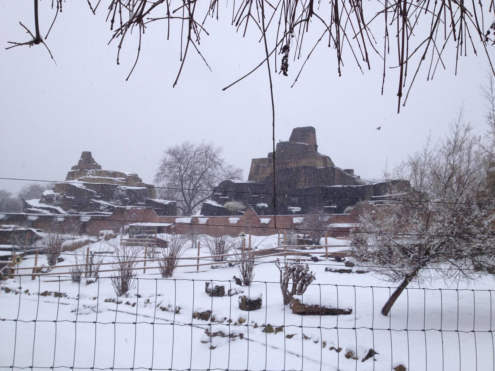 London Zoo January 2013