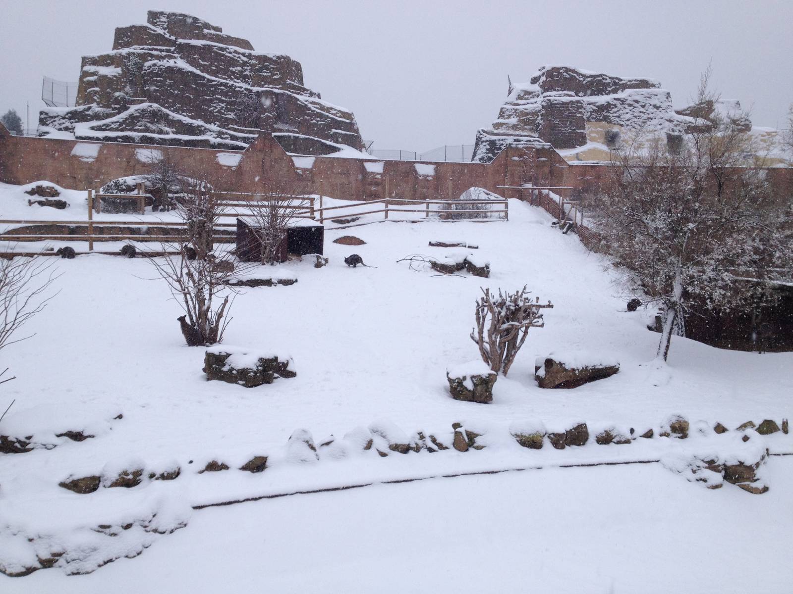 London Zoo January 2013