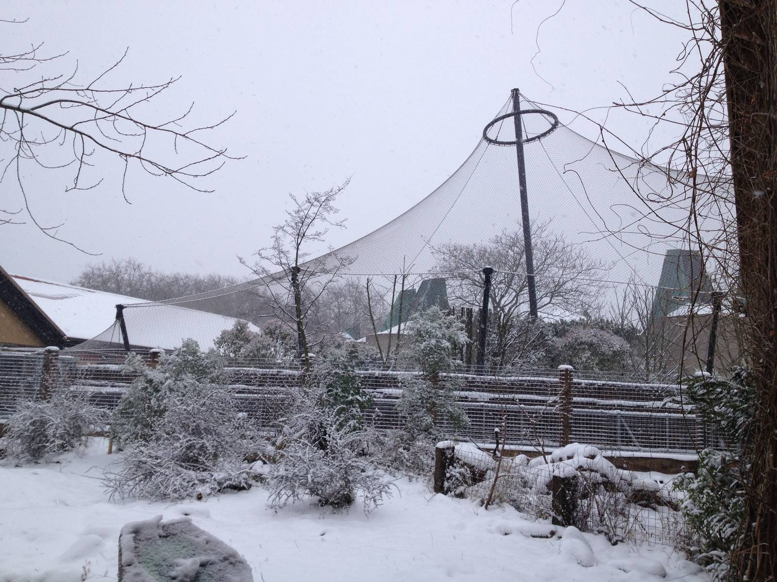 London Zoo January 2013