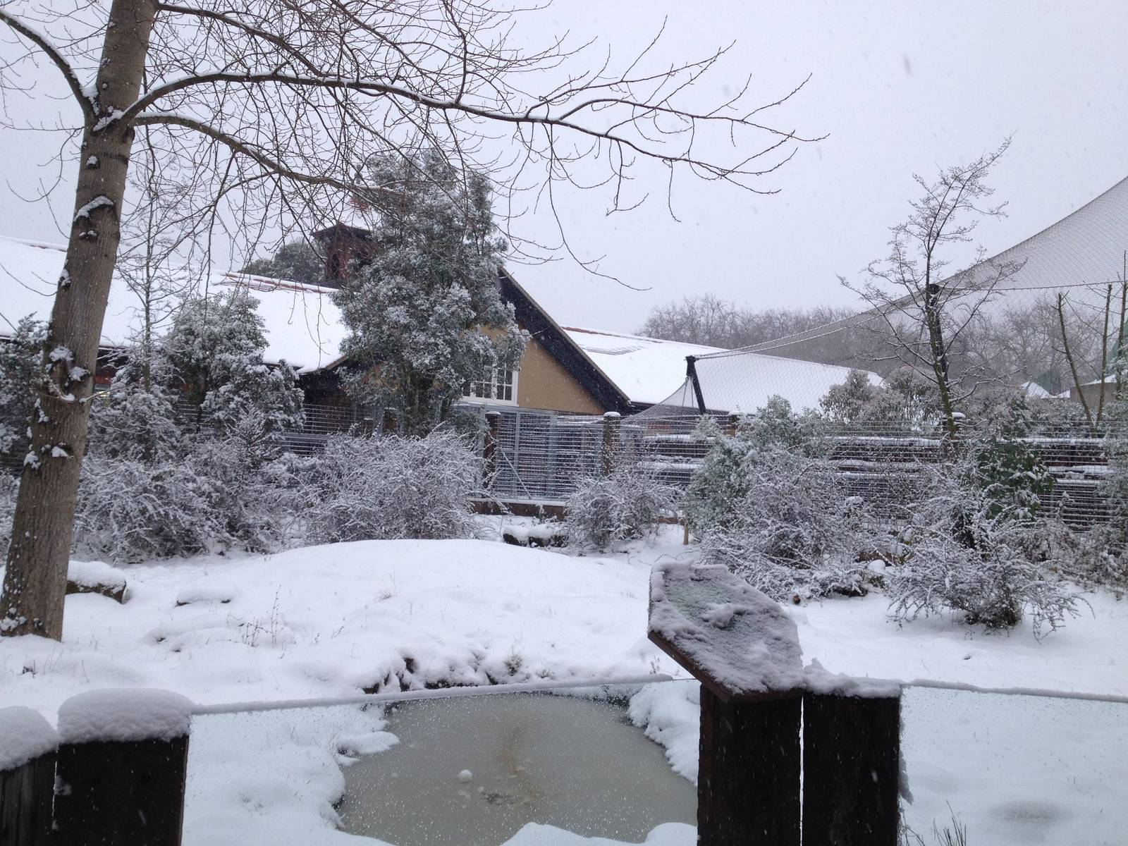 London Zoo January 2013