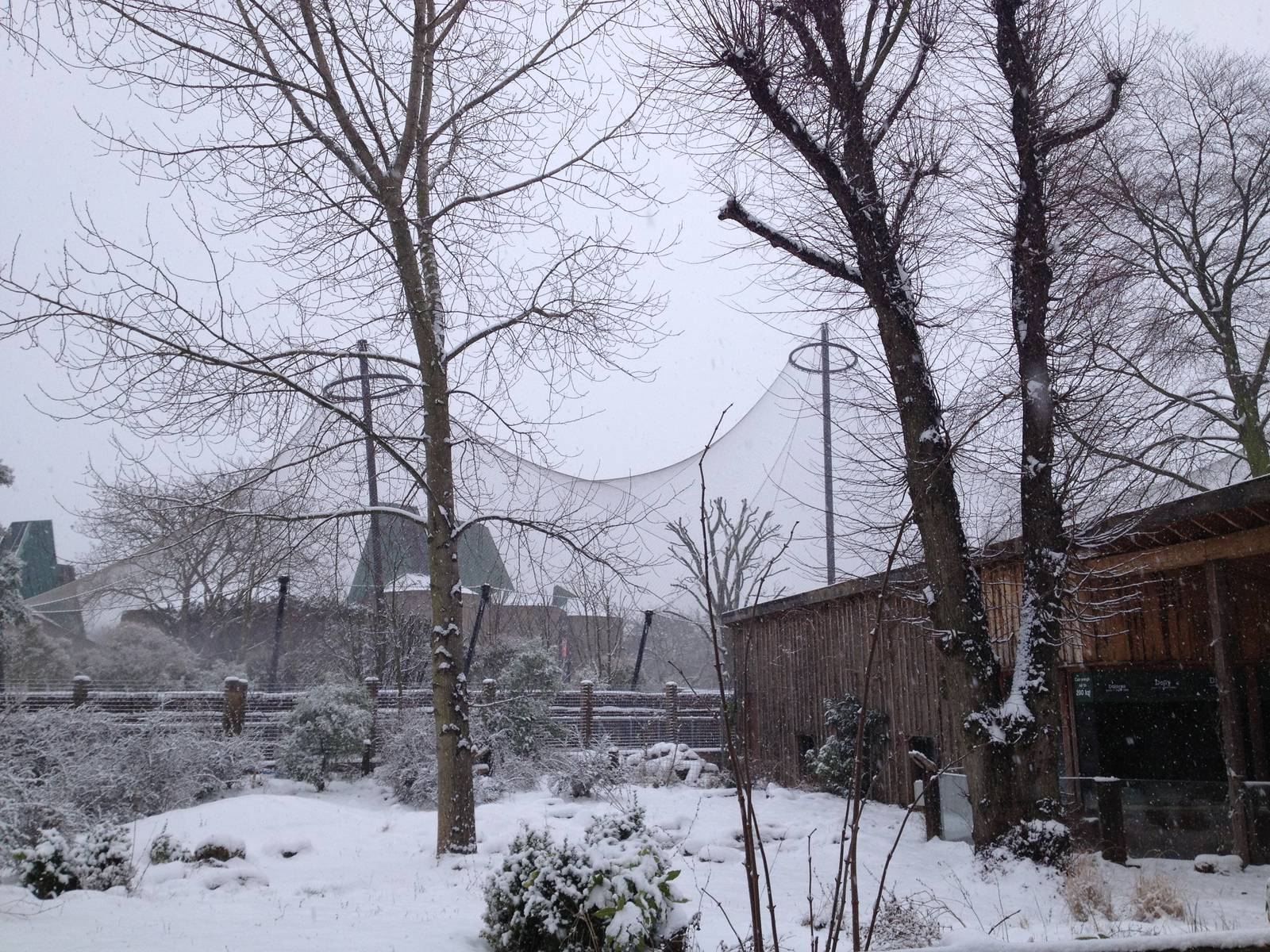 London Zoo January 2013