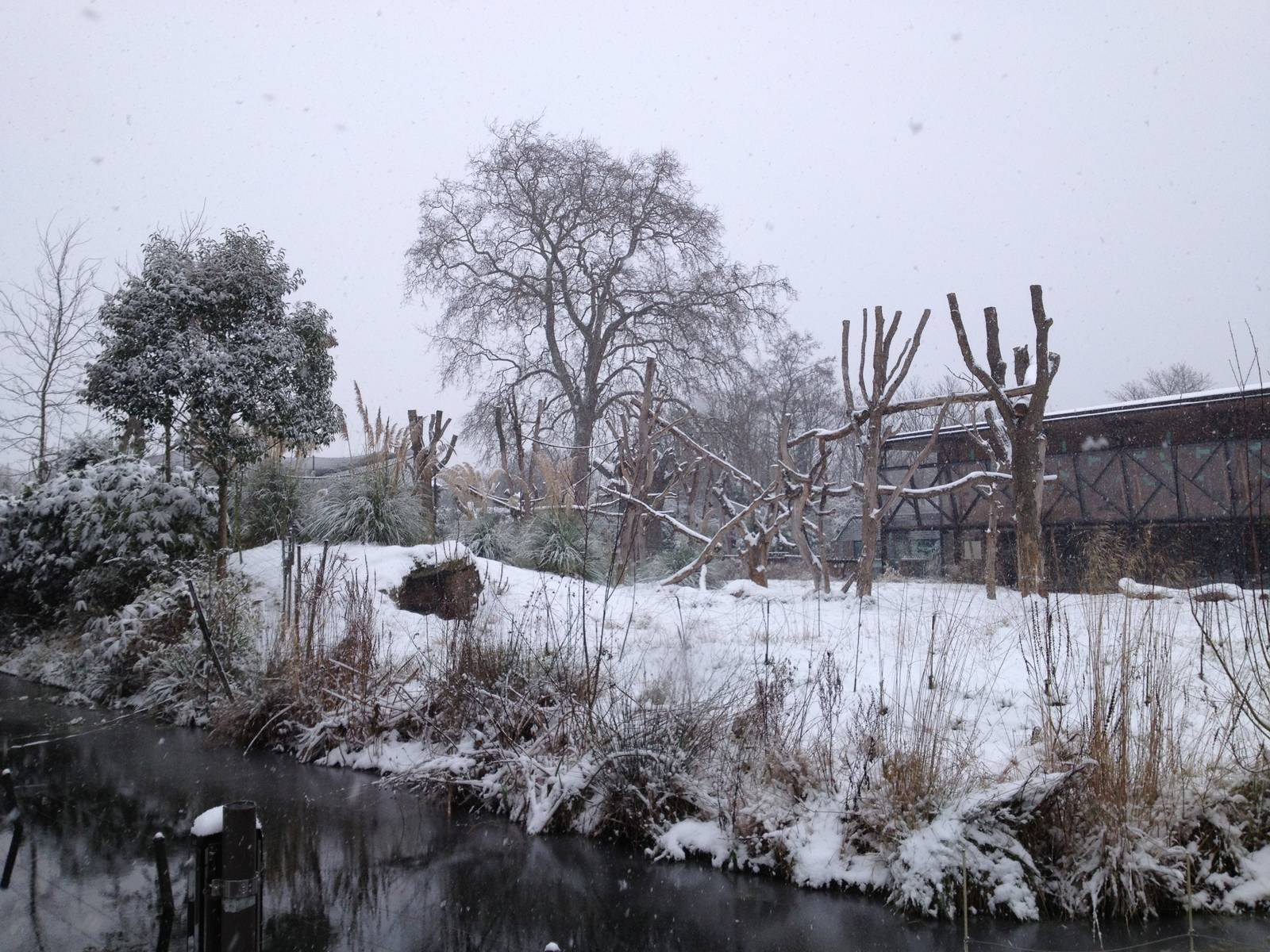 London Zoo January 2013