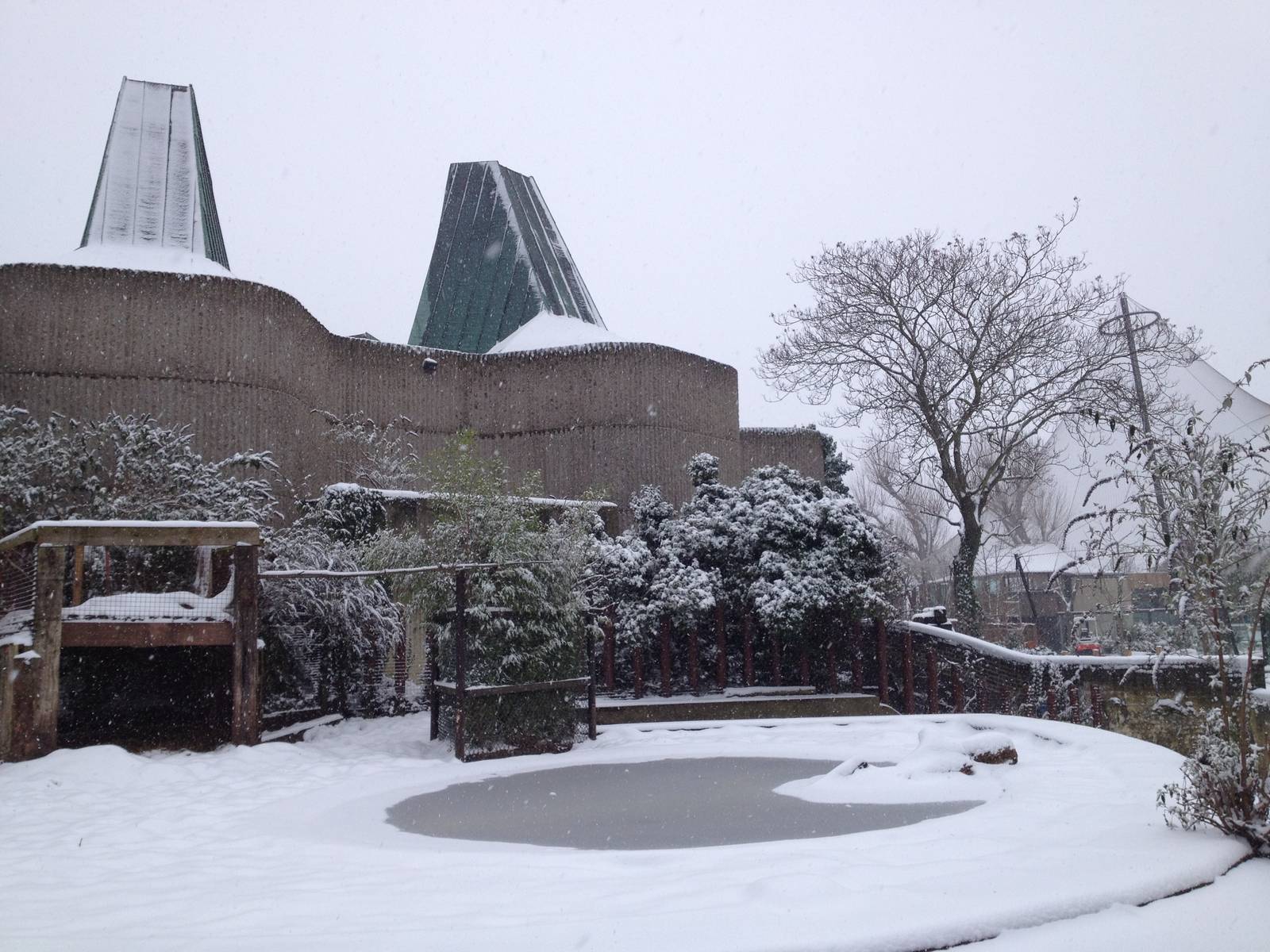 London Zoo January 2013