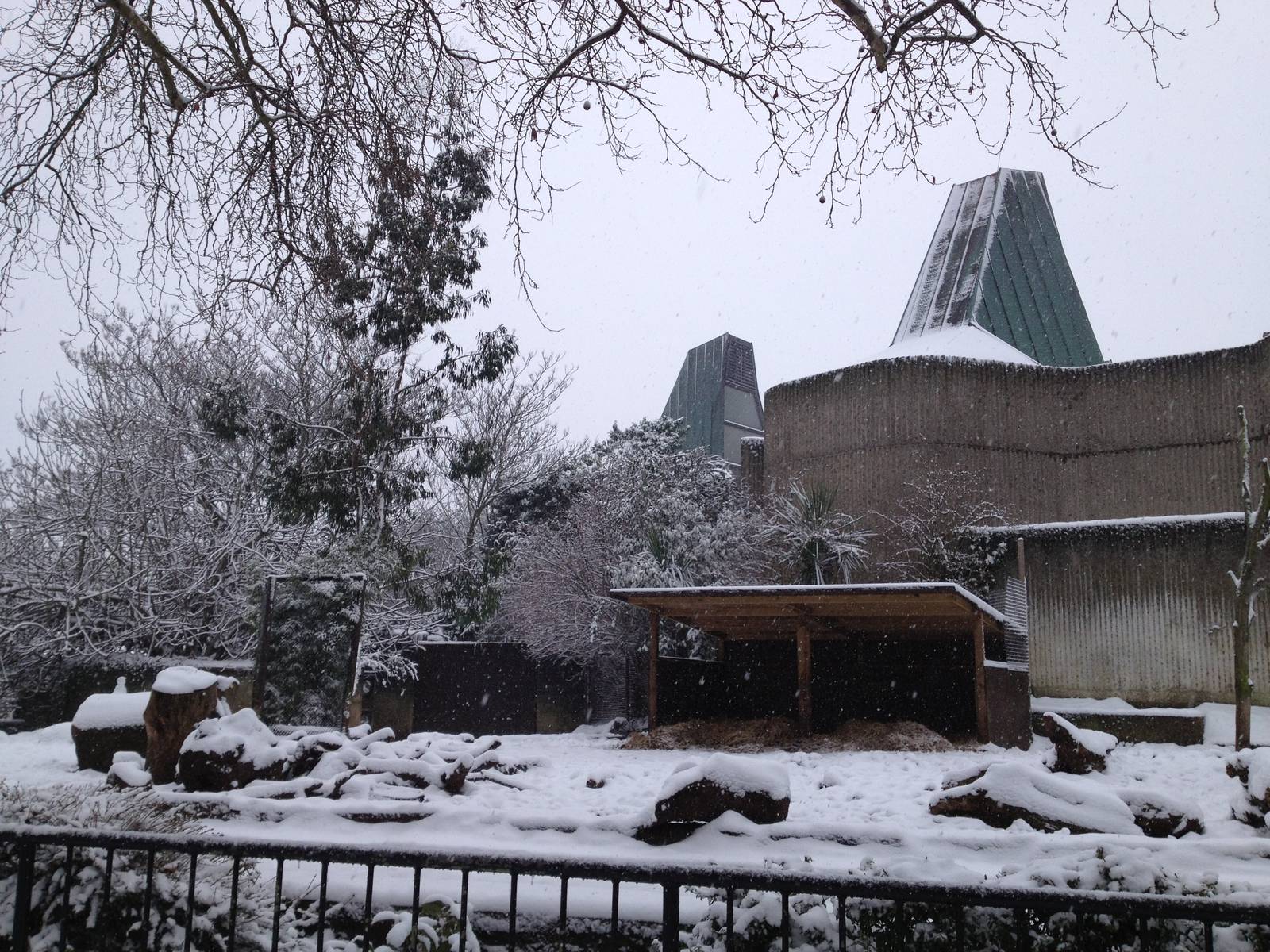 London Zoo January 2013