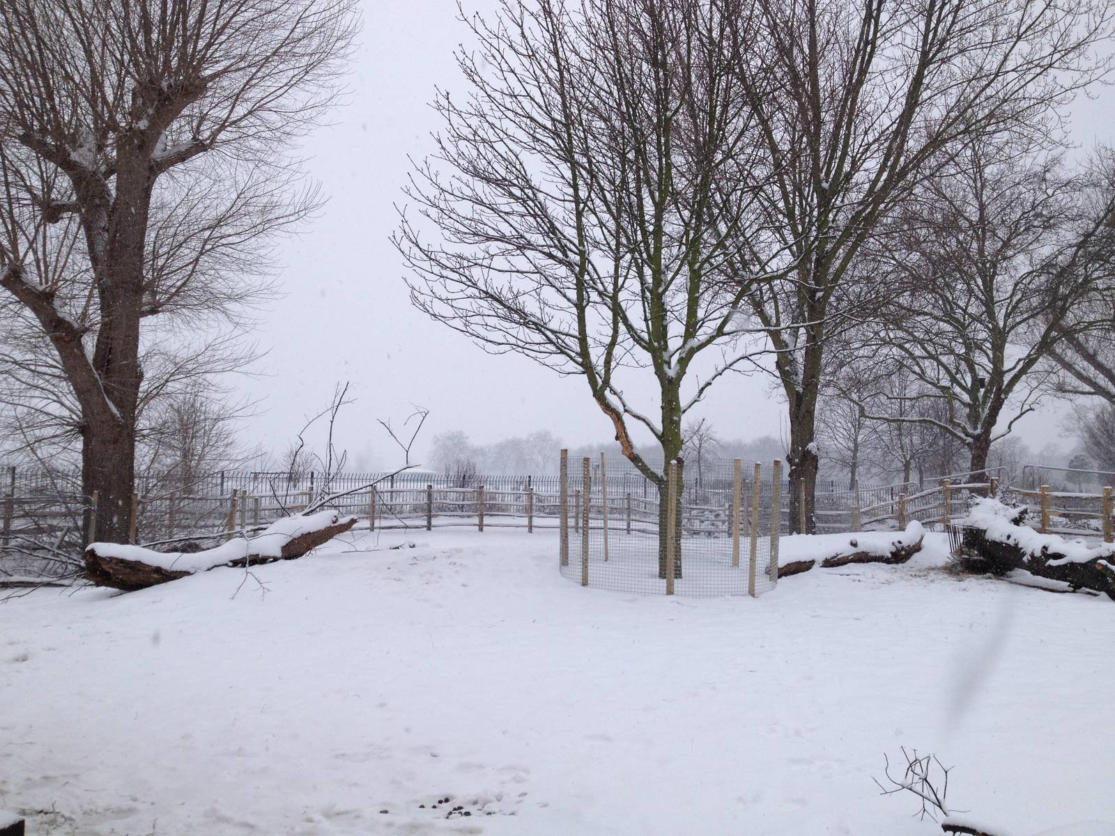 London Zoo January 2013