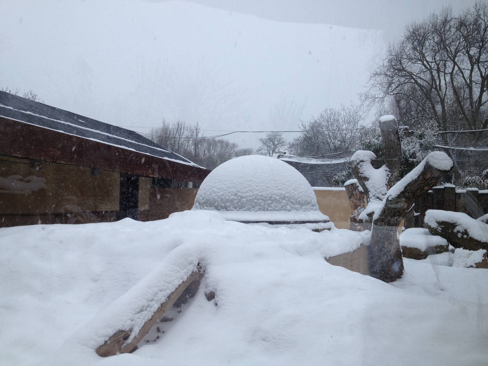 London Zoo January 2013