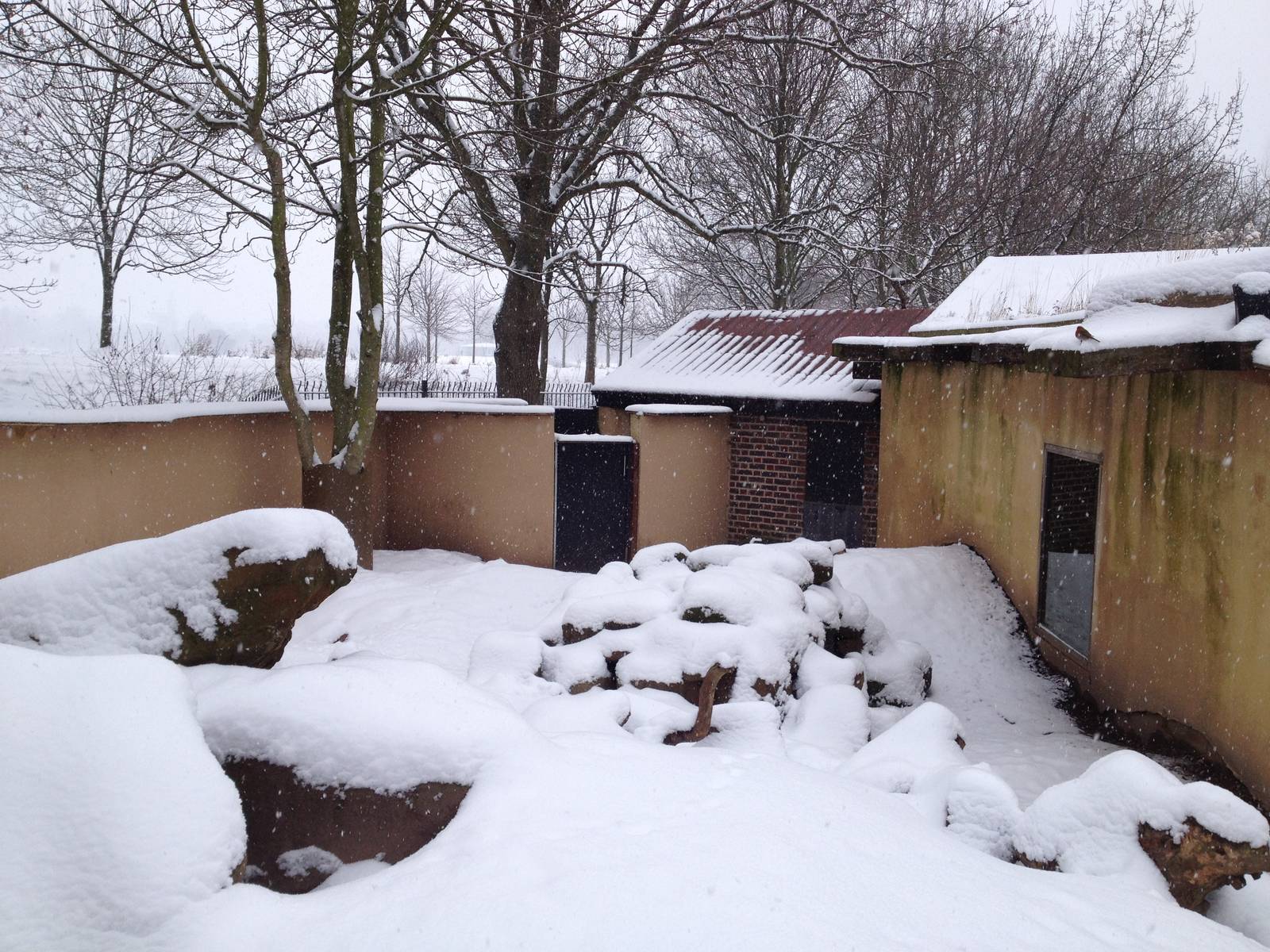 London Zoo January 2013