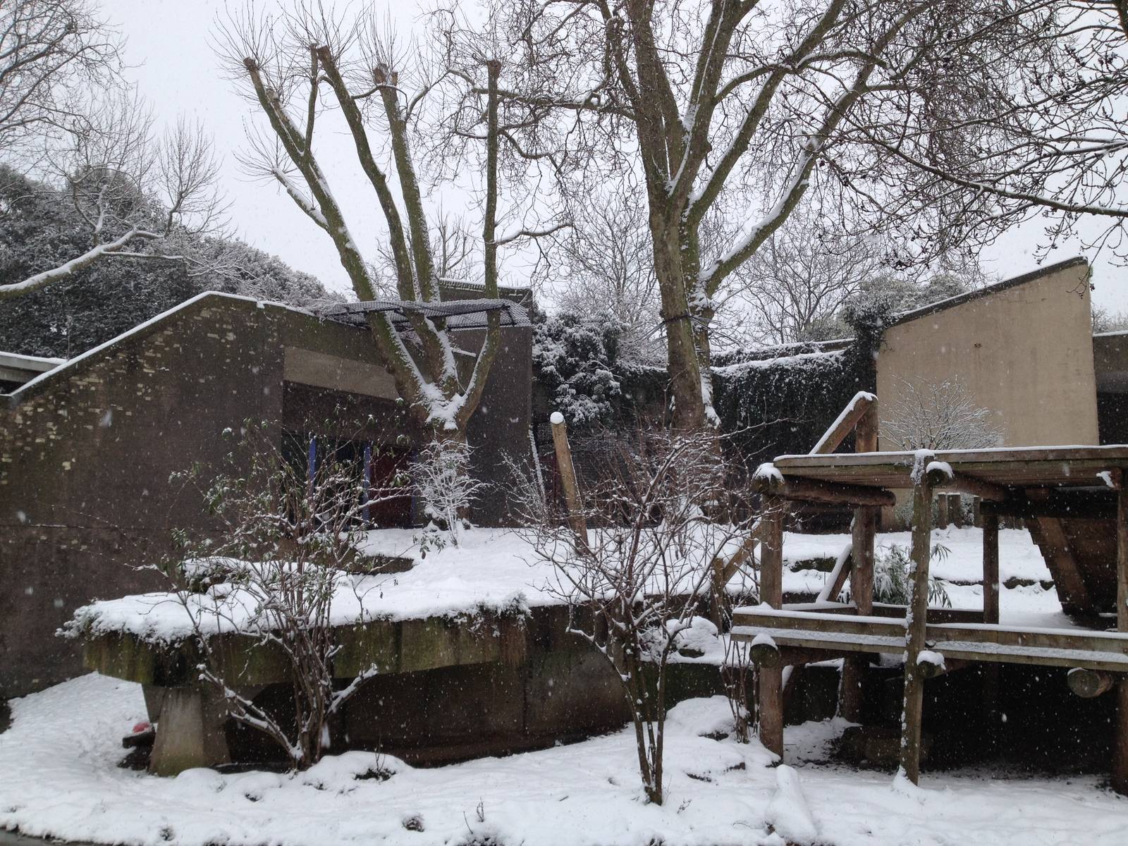 London Zoo January 2013