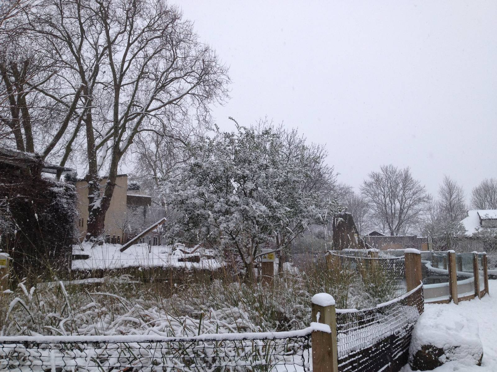 London Zoo January 2013