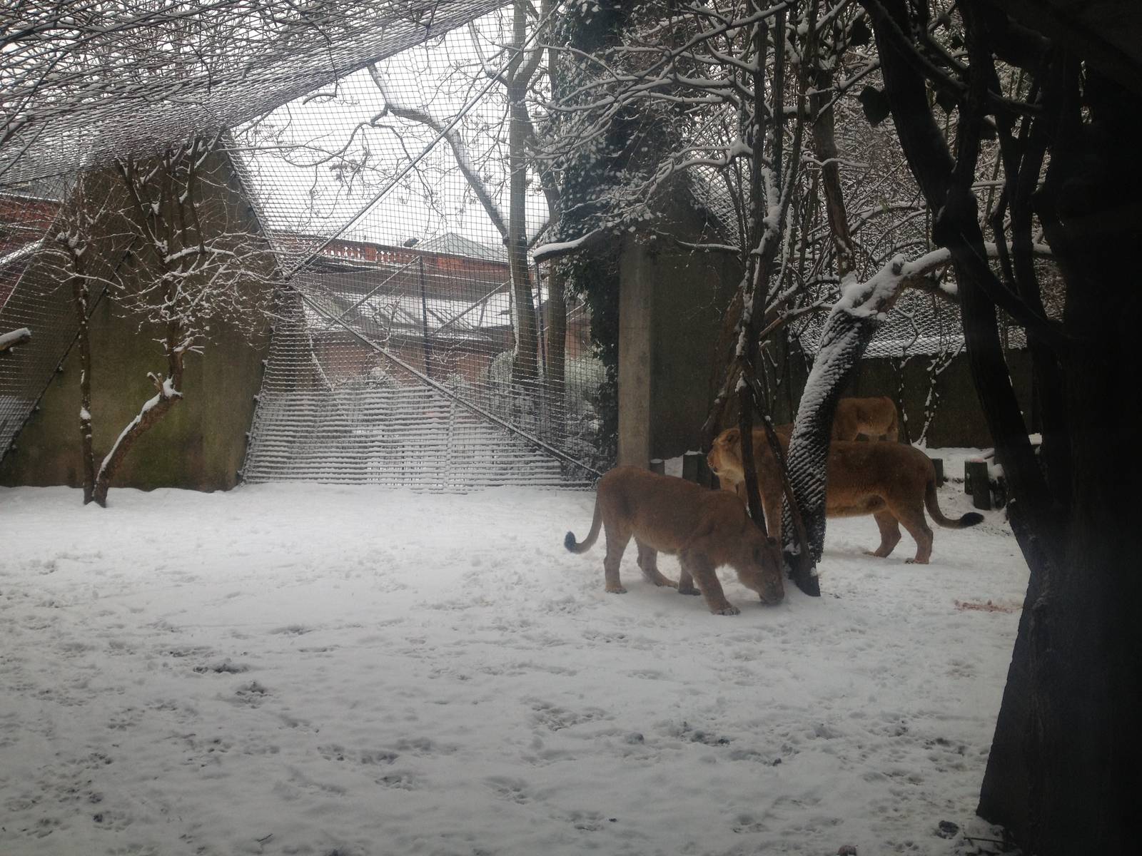 London Zoo January 2013