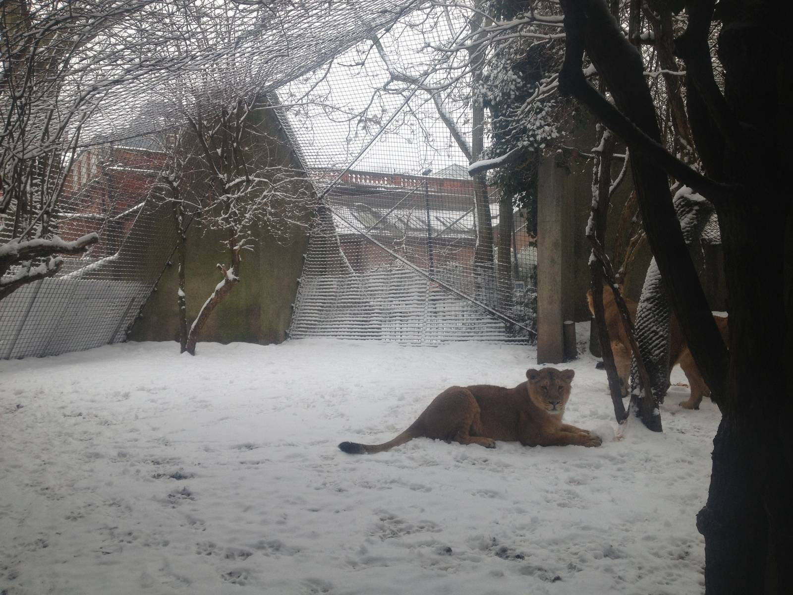 London Zoo January 2013