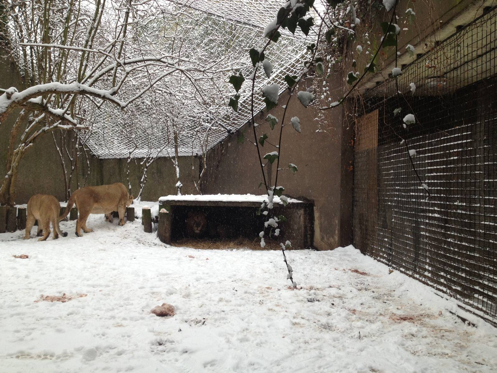 London Zoo January 2013