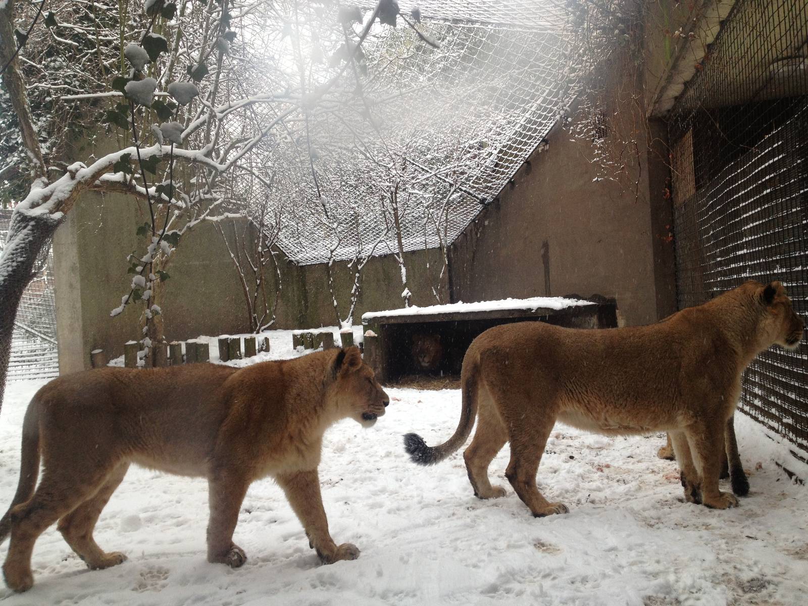 London Zoo January 2013