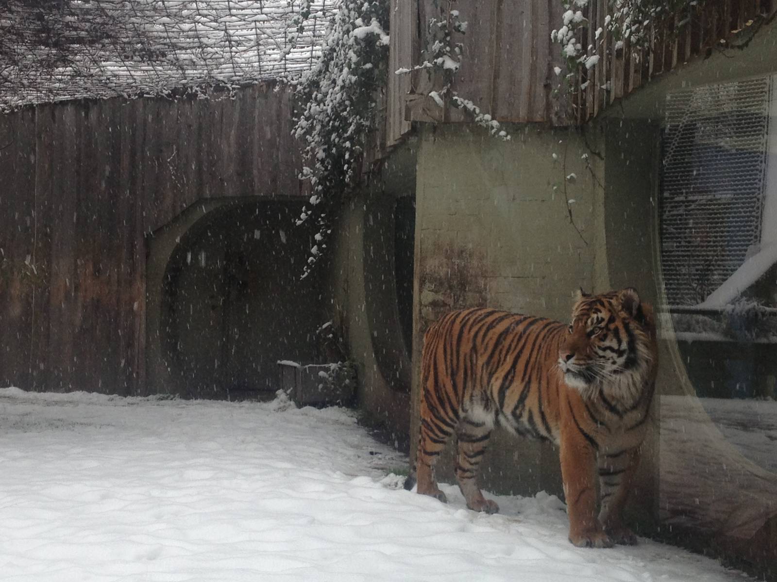 London Zoo January 2013