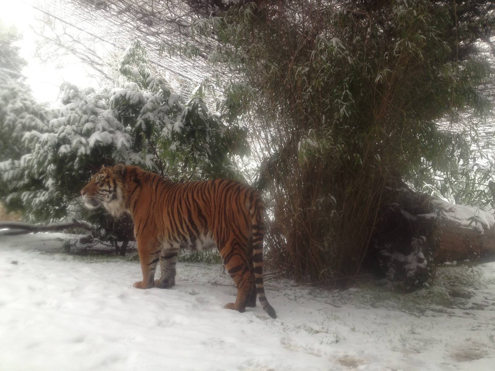 London Zoo January 2013