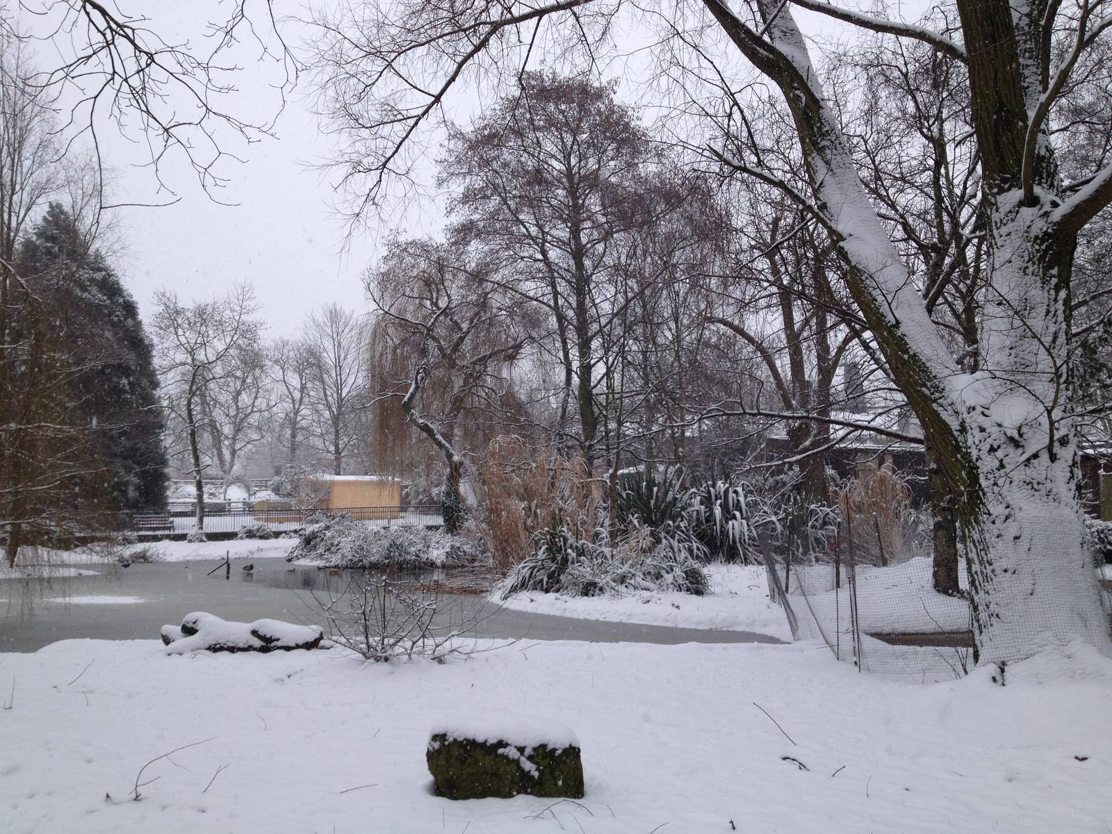 London Zoo January 2013