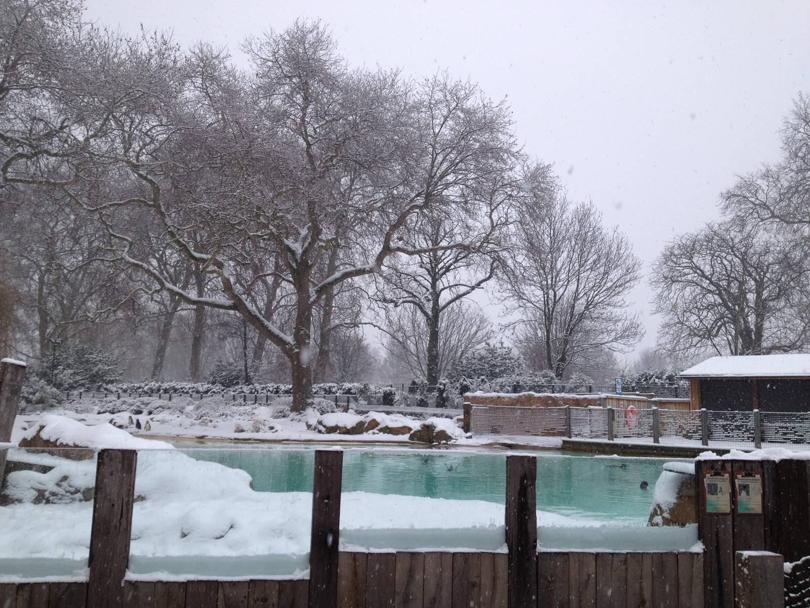 London Zoo January 2013