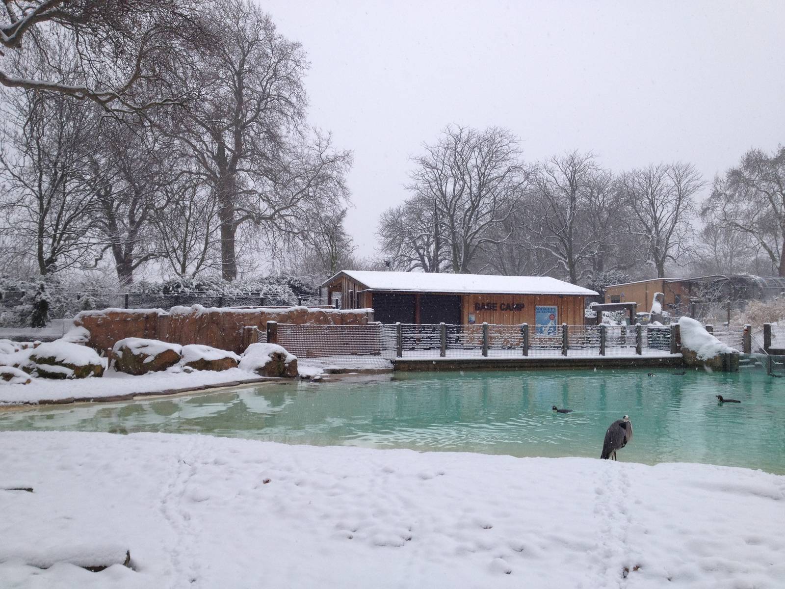 London Zoo January 2013