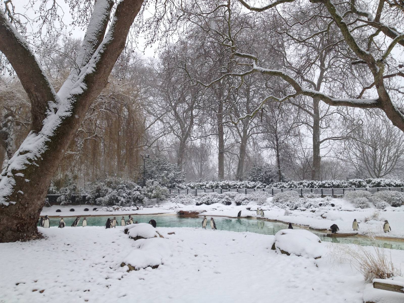 London Zoo January 2013