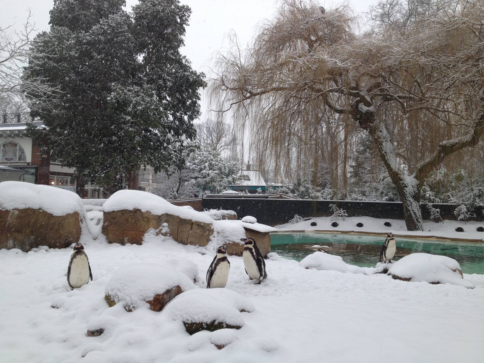 London Zoo January 2013