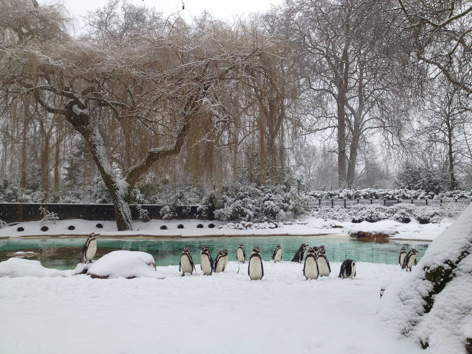 London Zoo January 2013