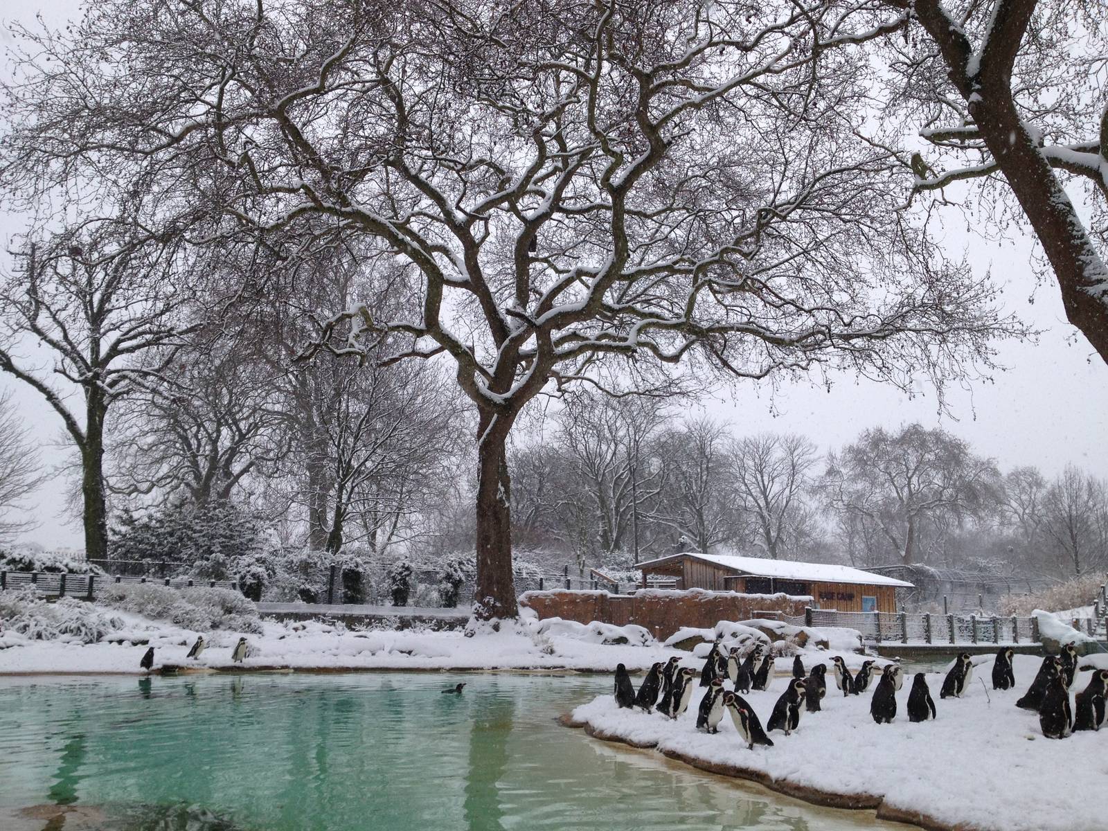 London Zoo January 2013