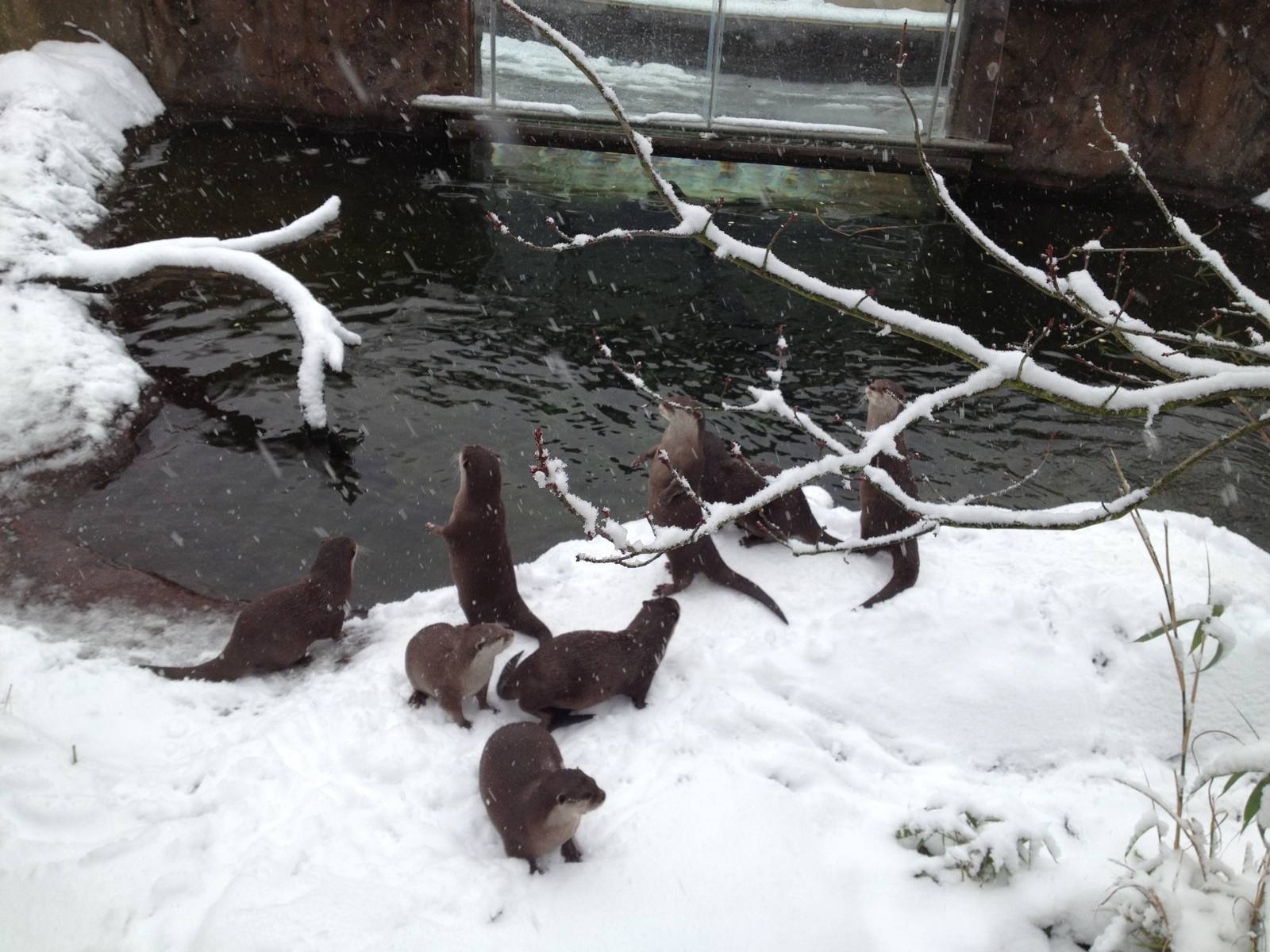 London Zoo January 2013