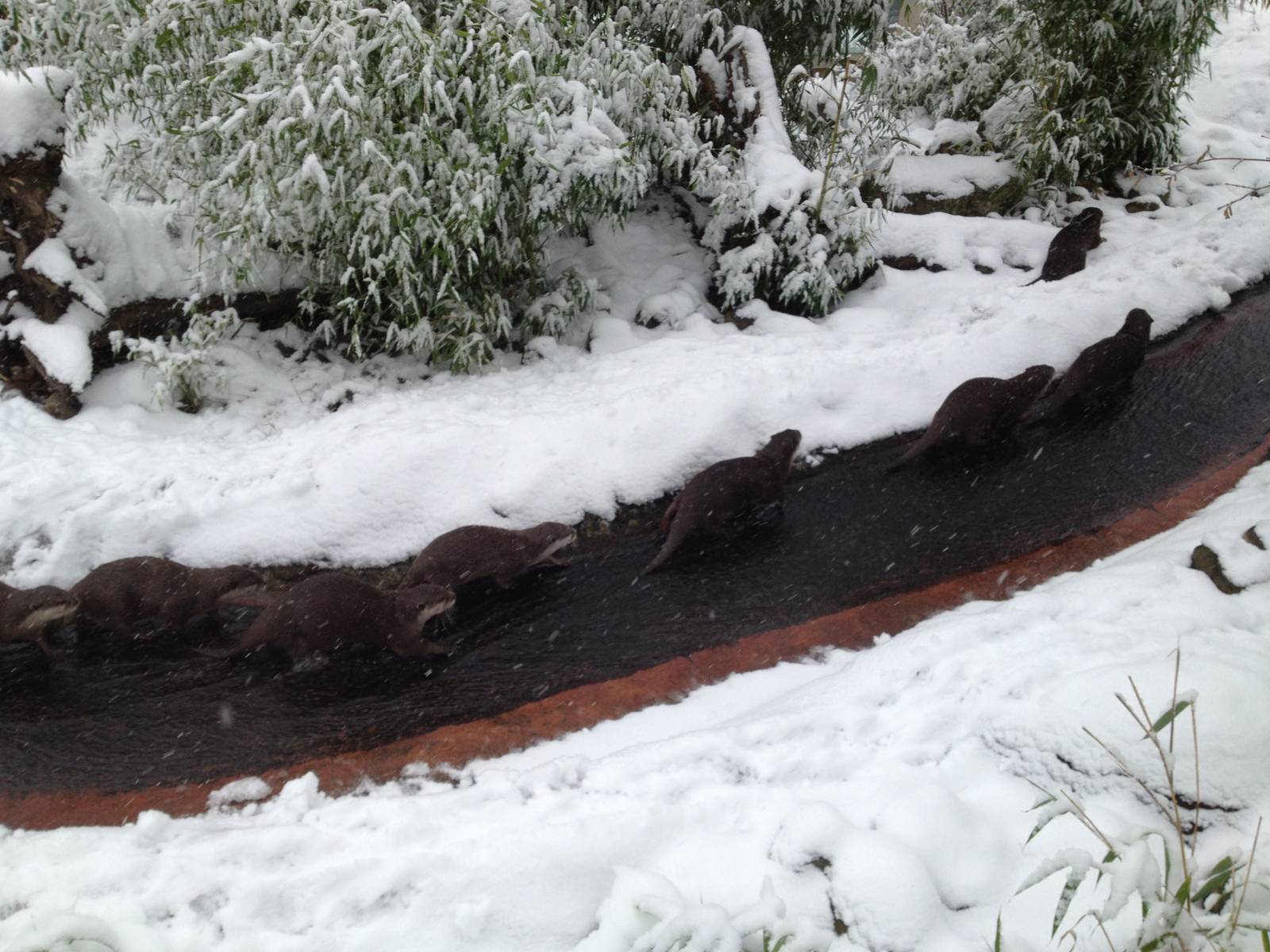 London Zoo January 2013