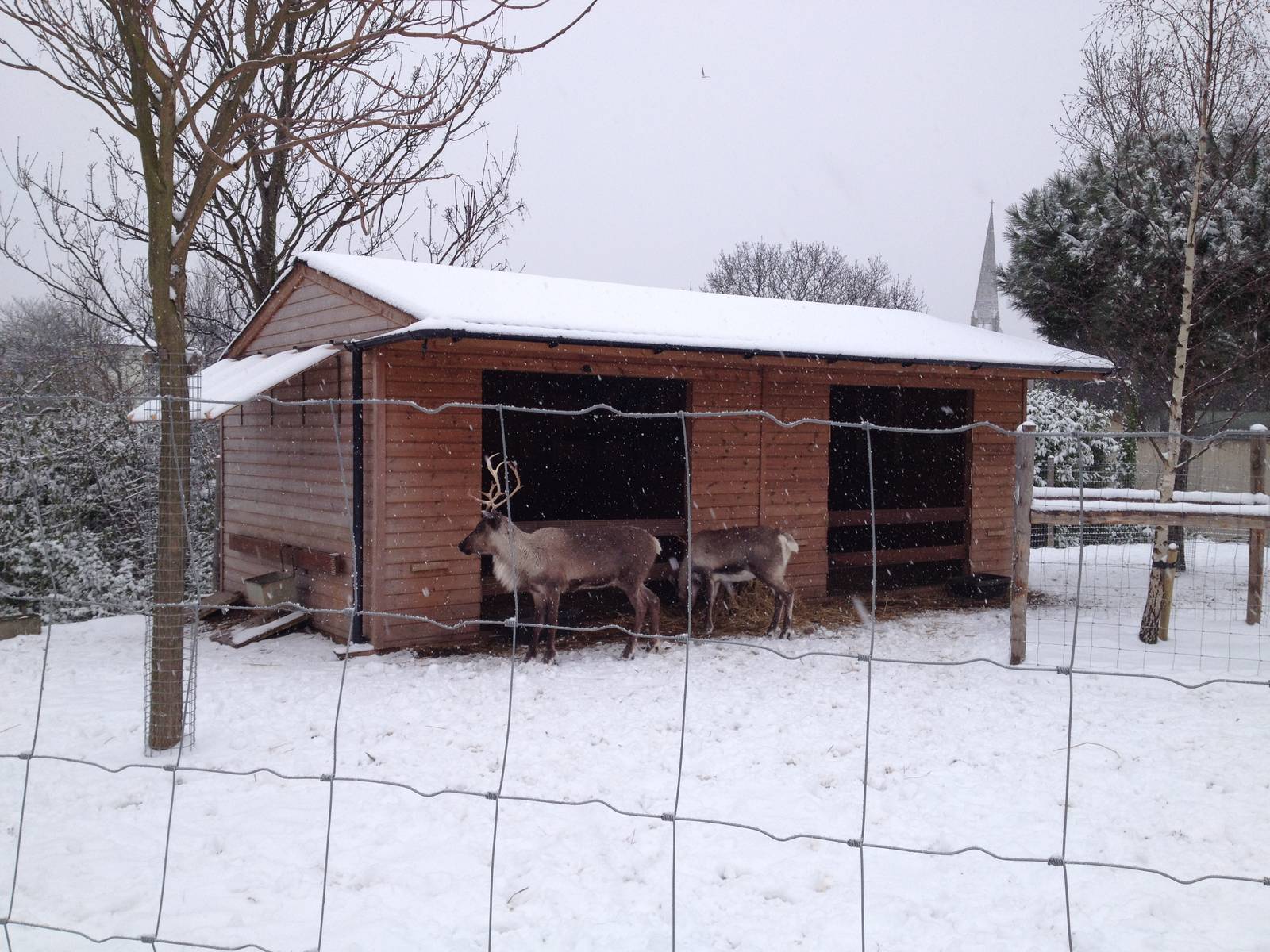 London Zoo January 2013
