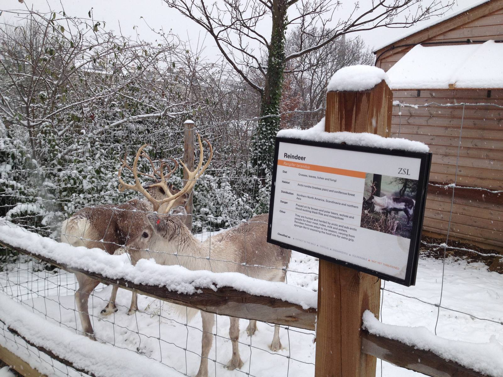 London Zoo January 2013