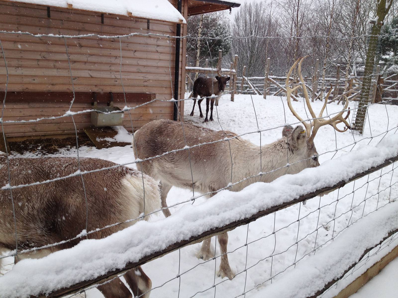 London Zoo January 2013