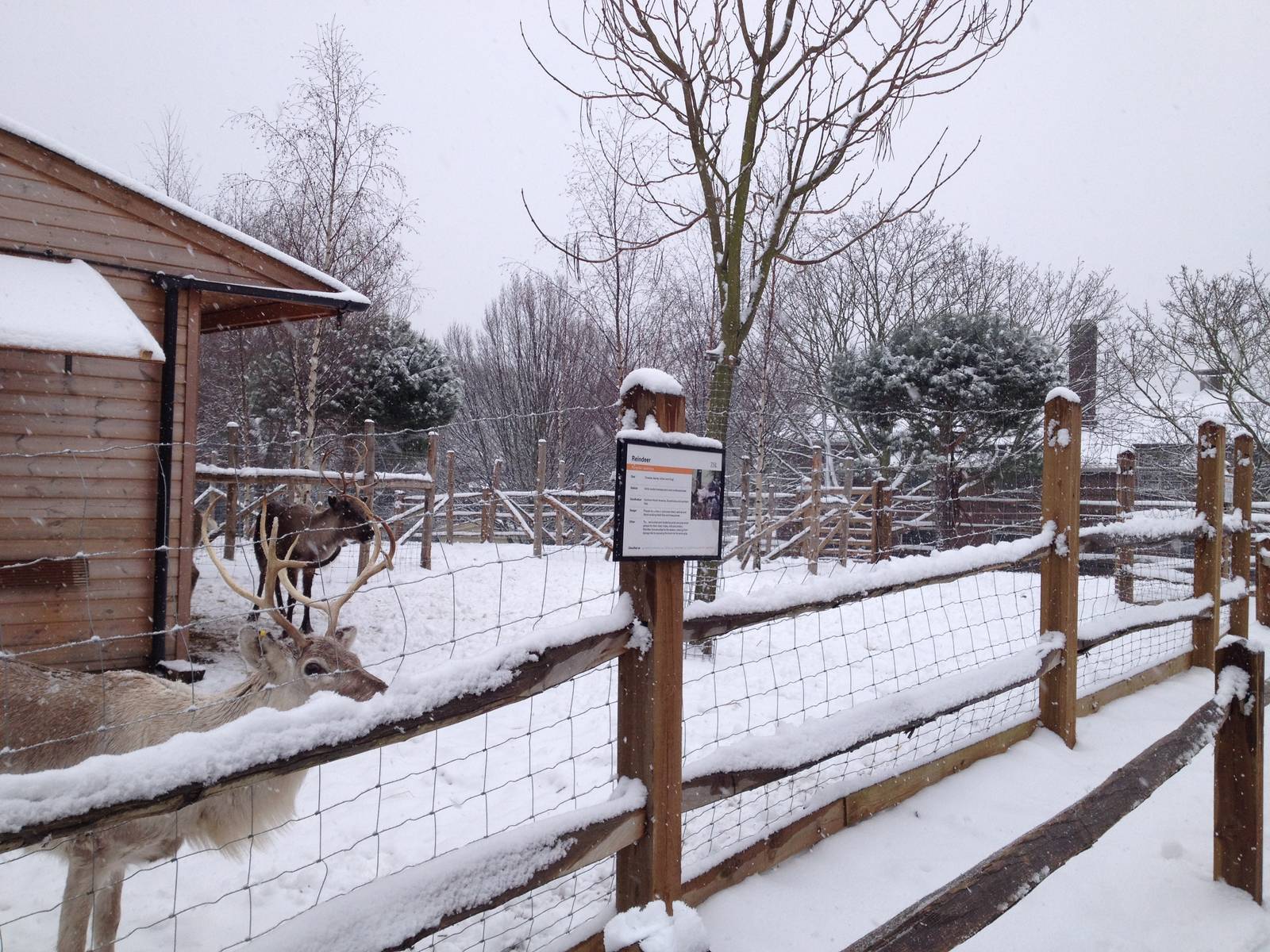 London Zoo January 2013