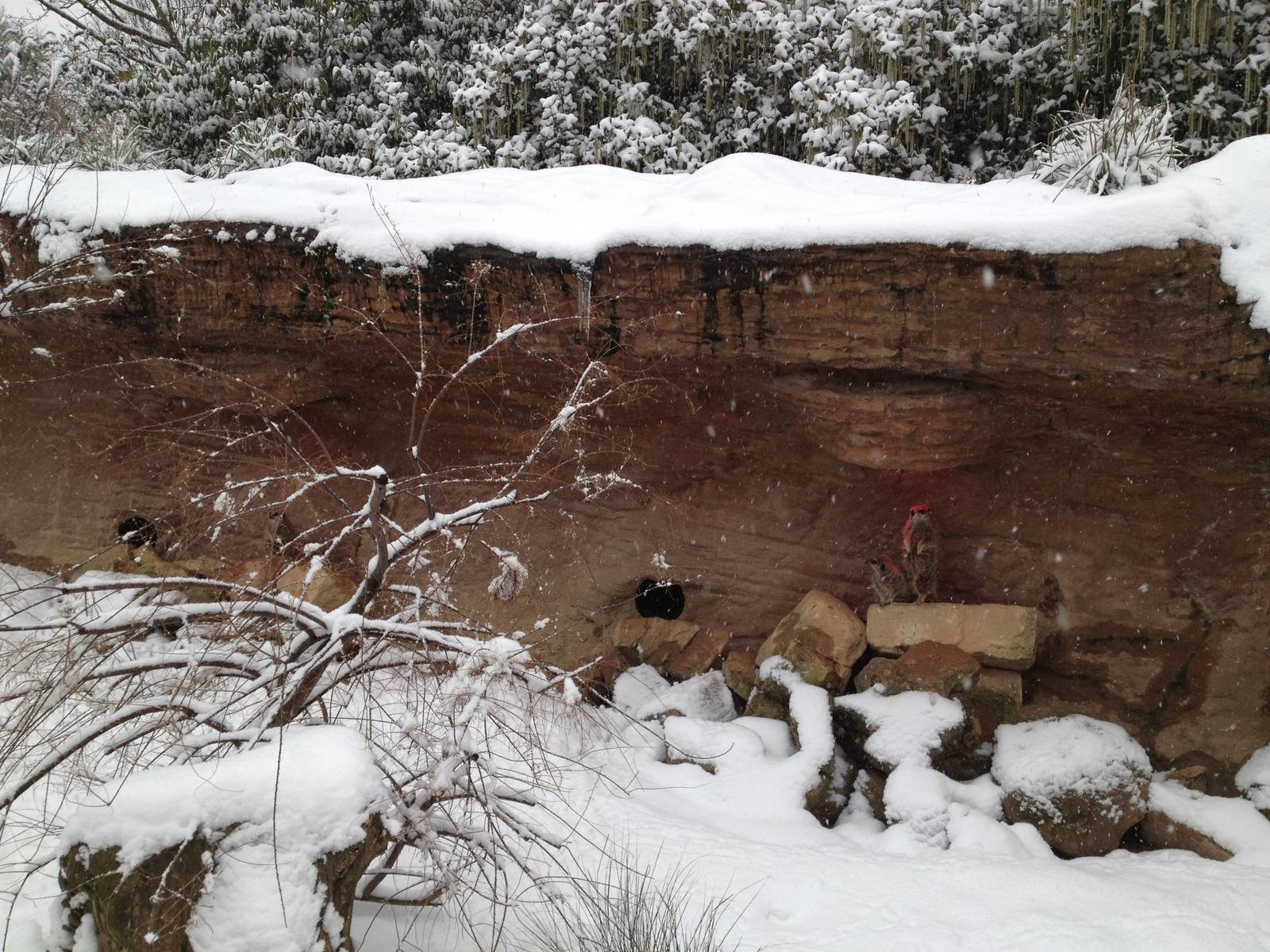 London Zoo January 2013