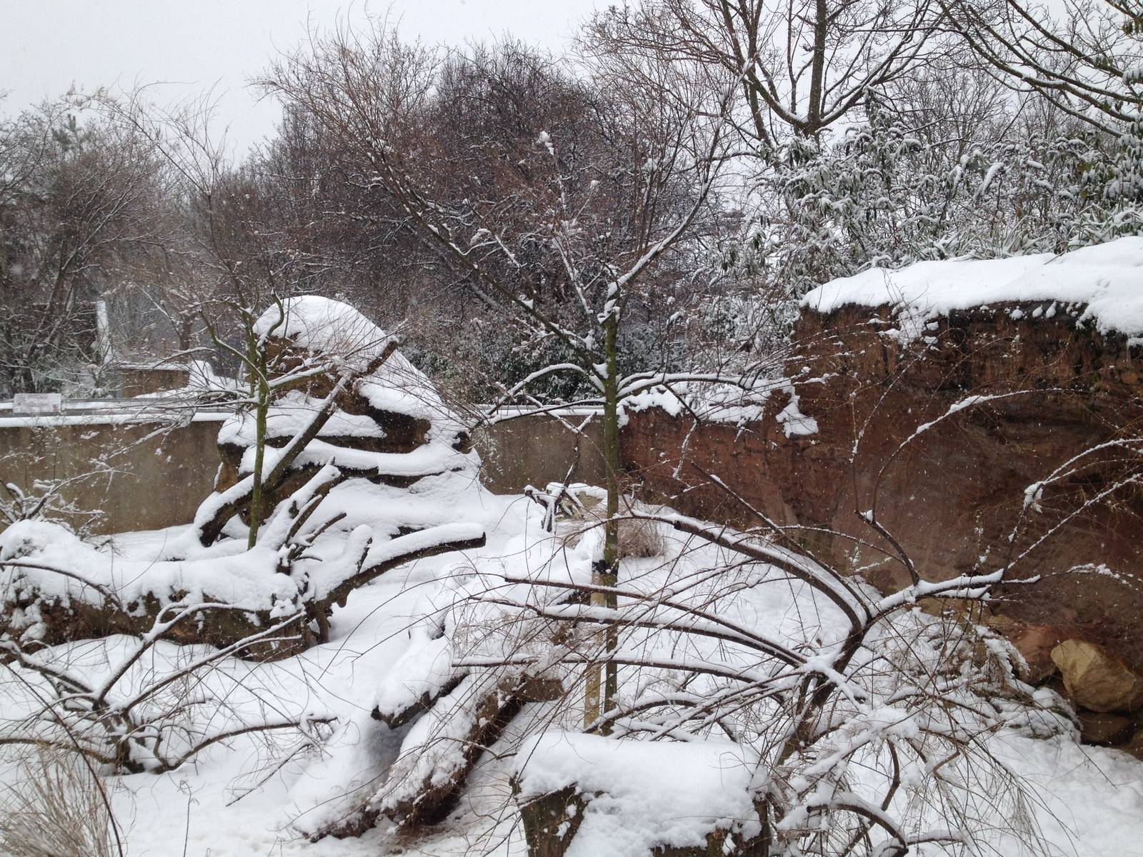 London Zoo January 2013