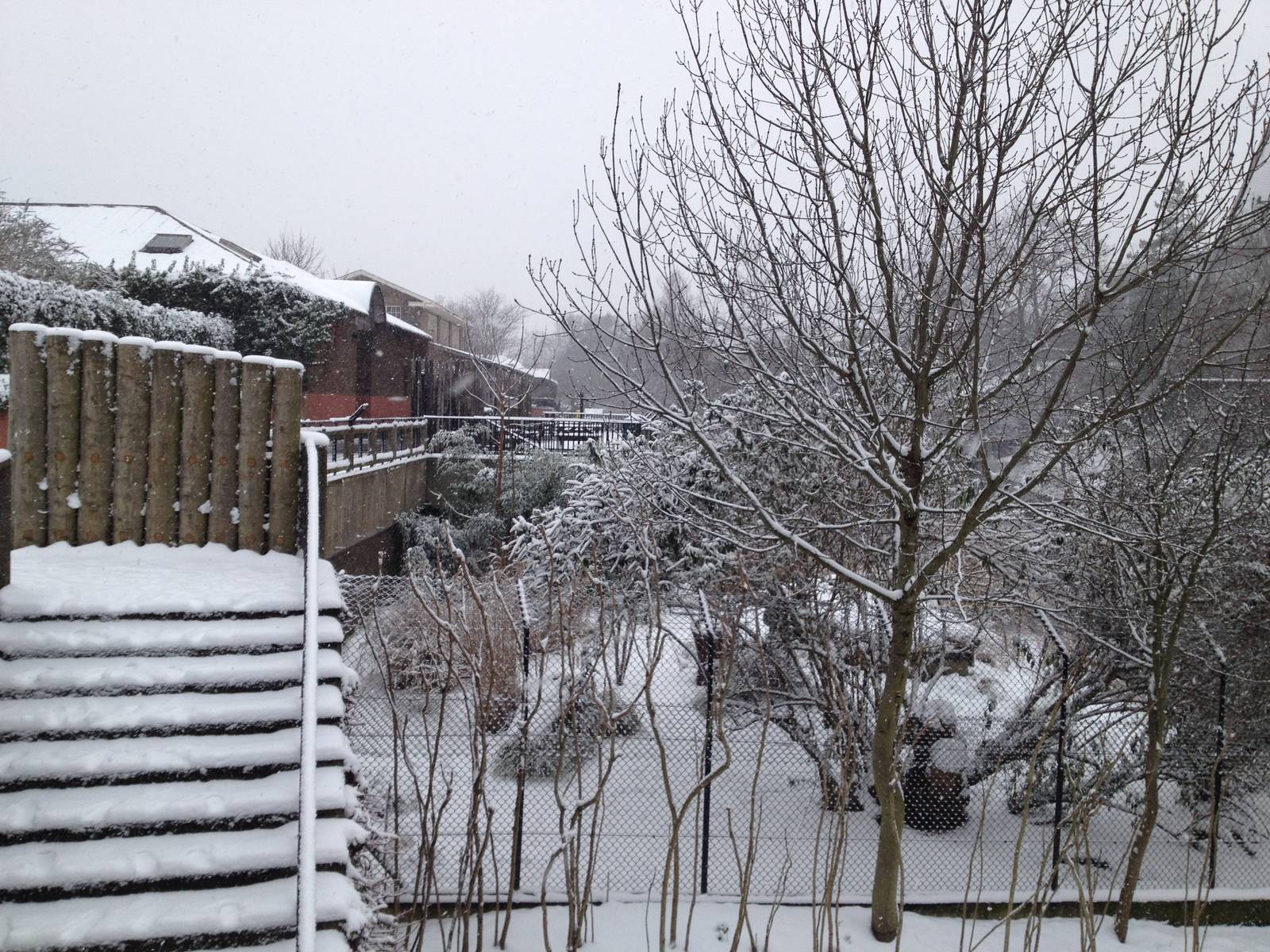 London Zoo January 2013