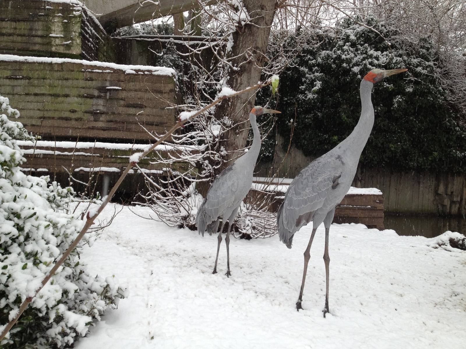 London Zoo January 2013