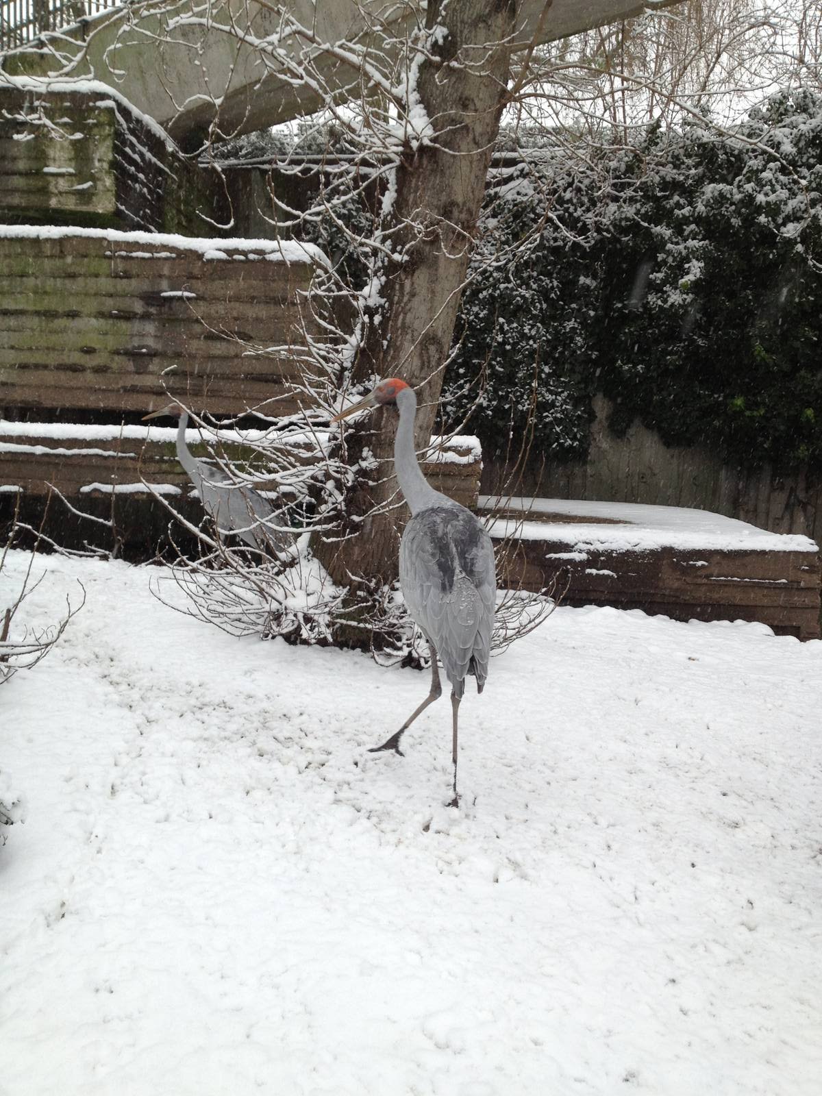 London Zoo January 2013