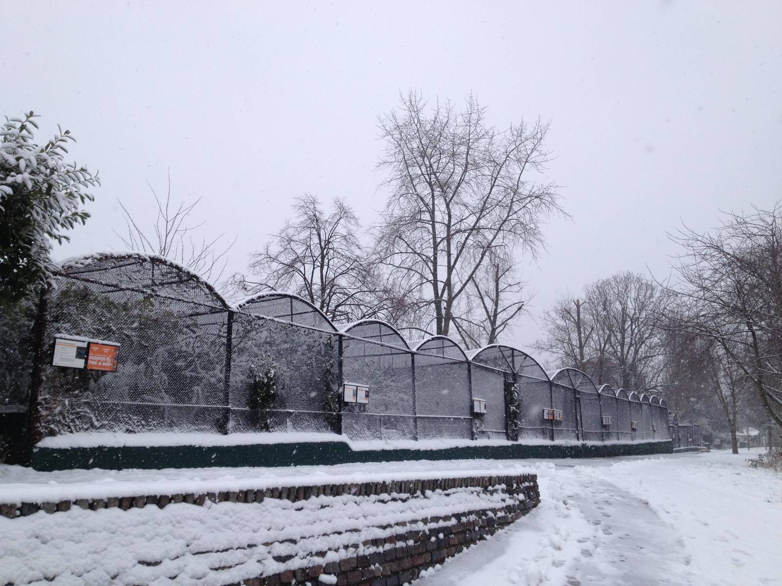 London Zoo January 2013