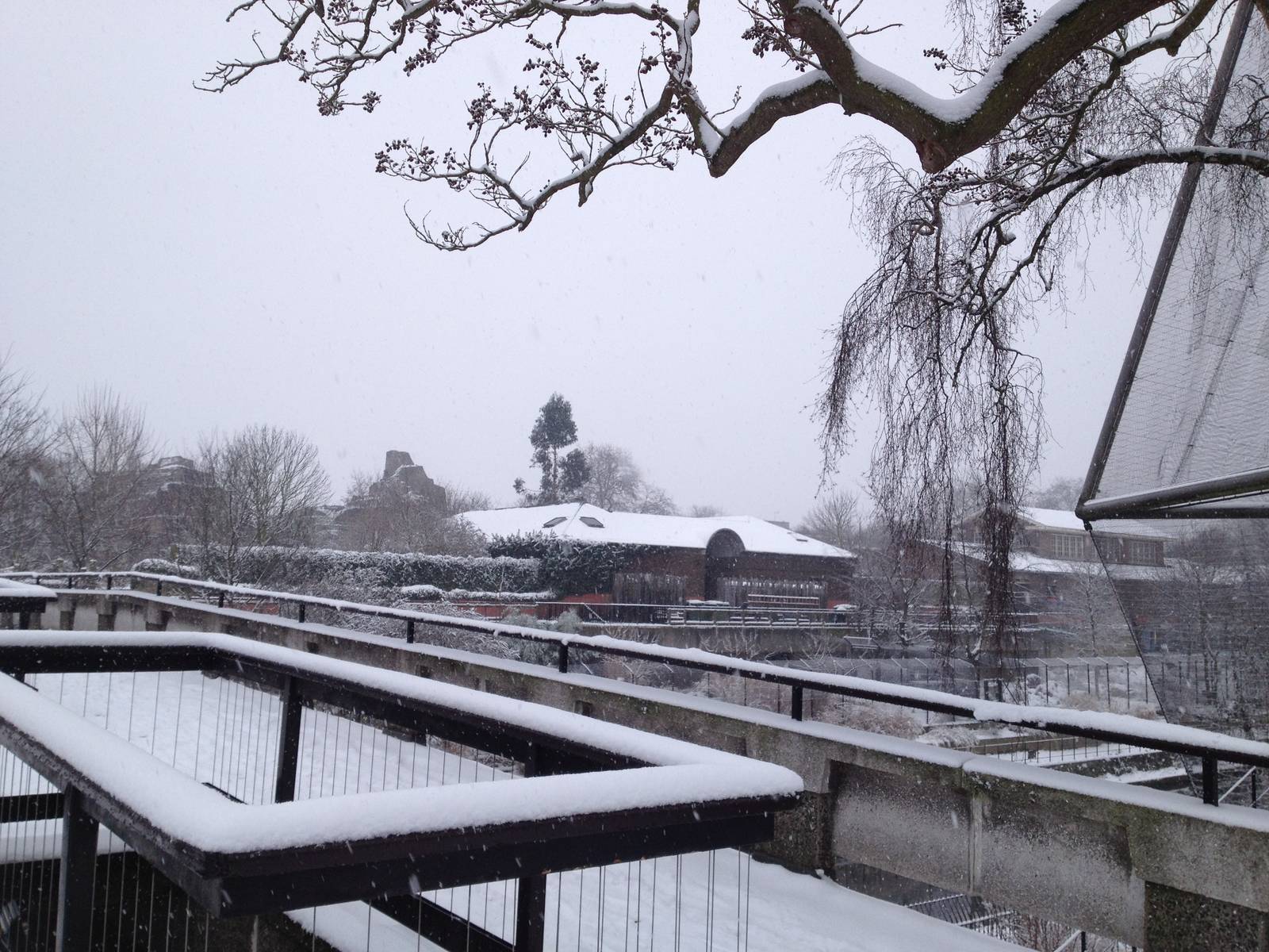 London Zoo January 2013