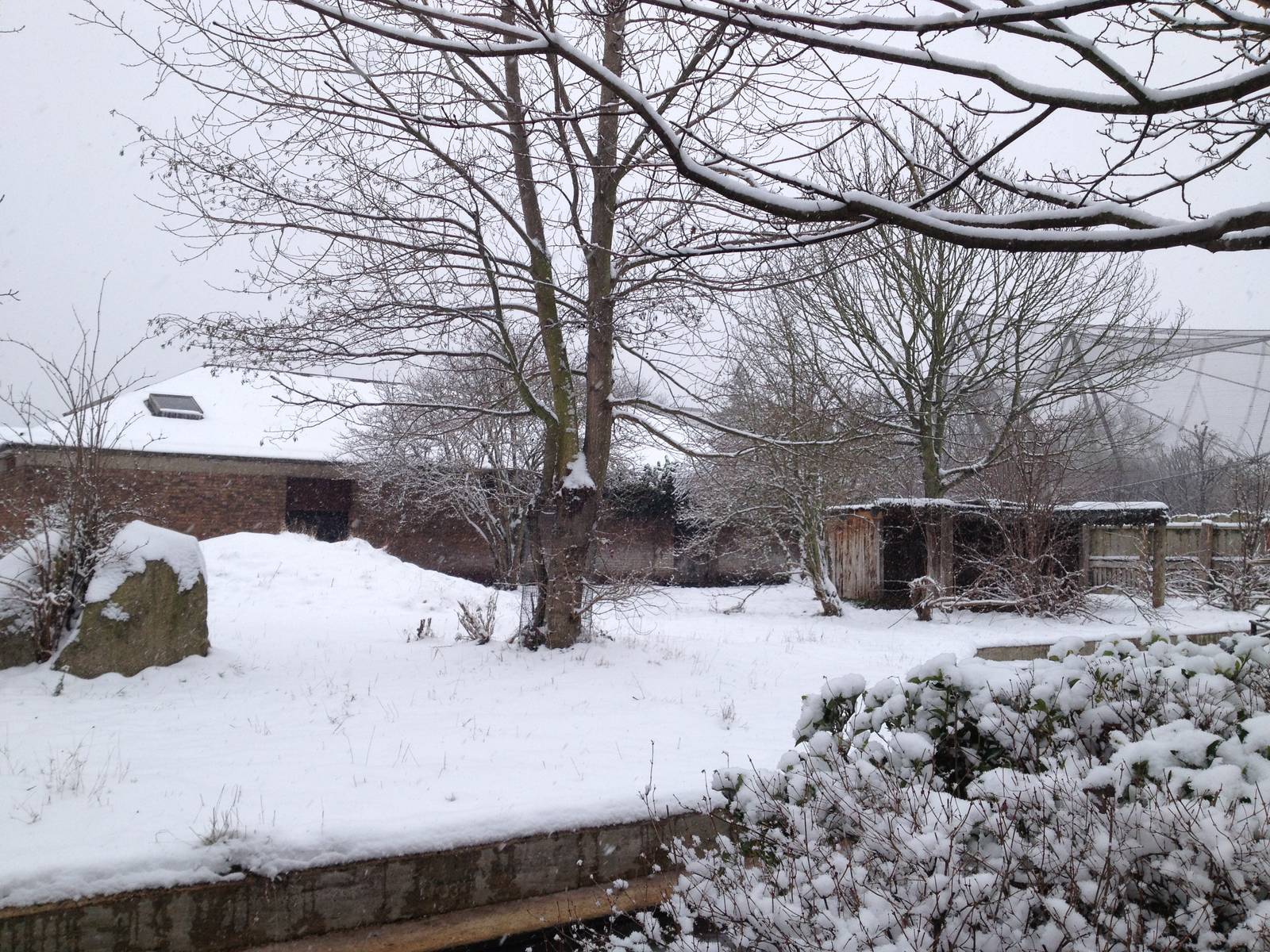 London Zoo January 2013